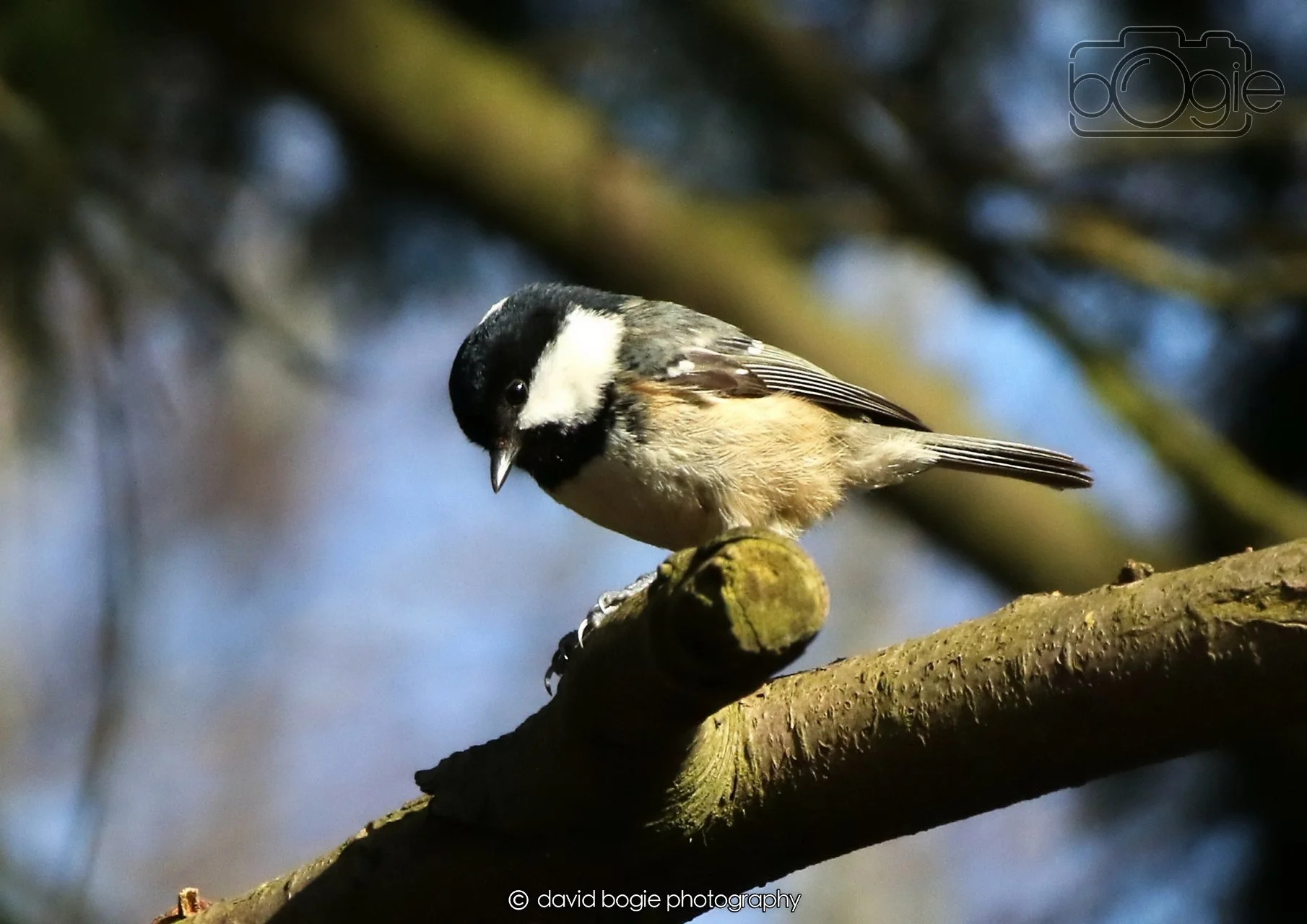 20260403 121454 Dunnikier 0098.jpg