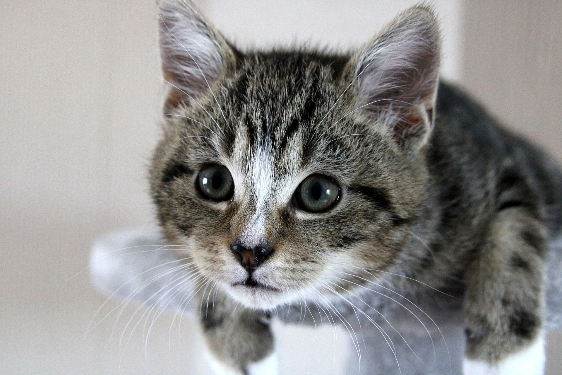 CATS 0071.jpg