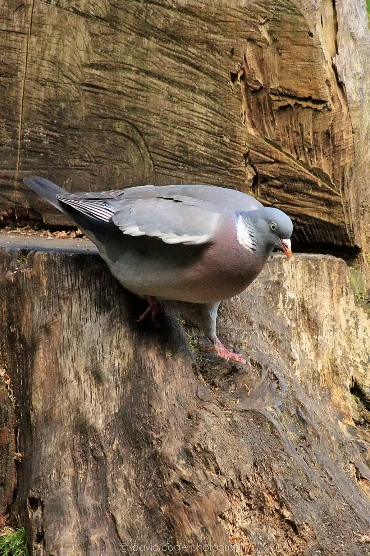 20190523 153612 Ravenscraig 0007.jpg