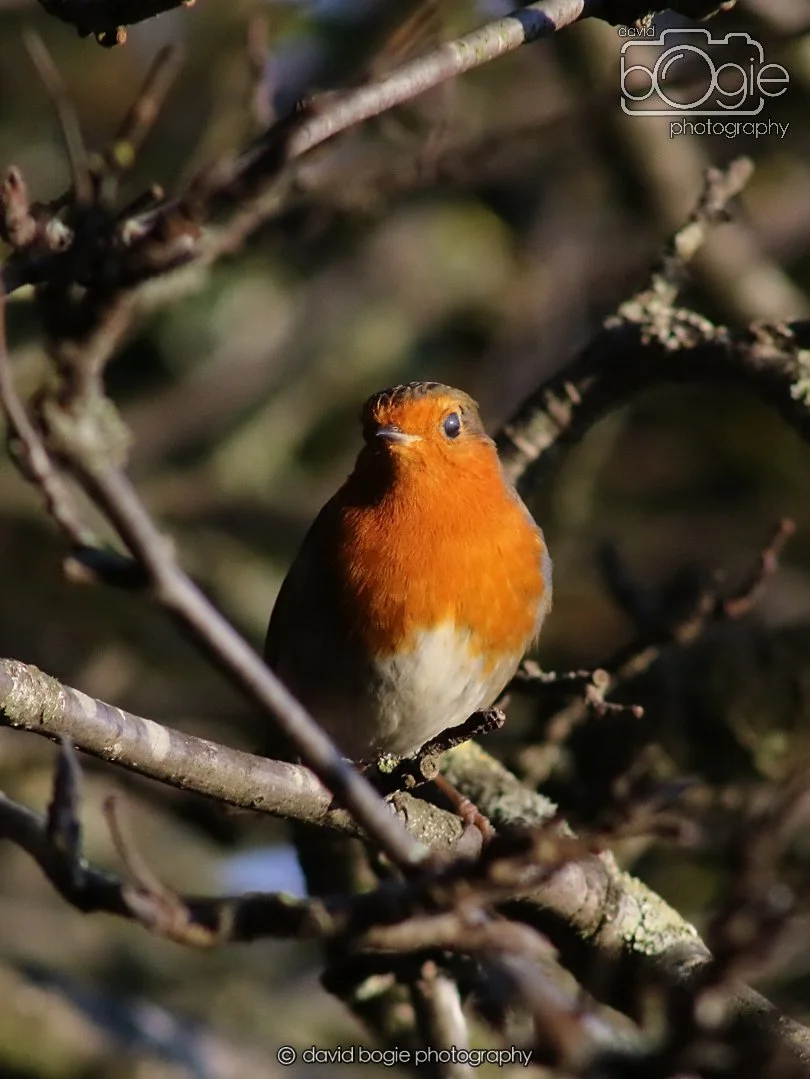 20251231 134558 Silverburn 0251.JPG