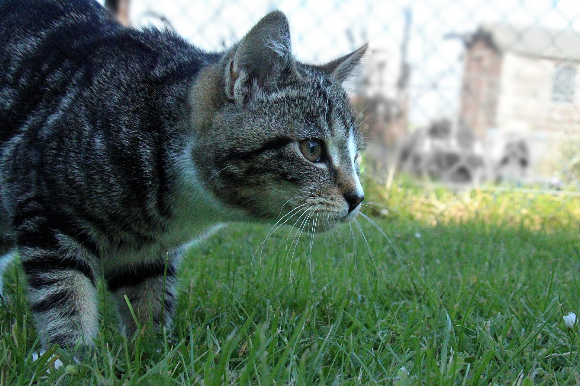 CATS 0078.jpg