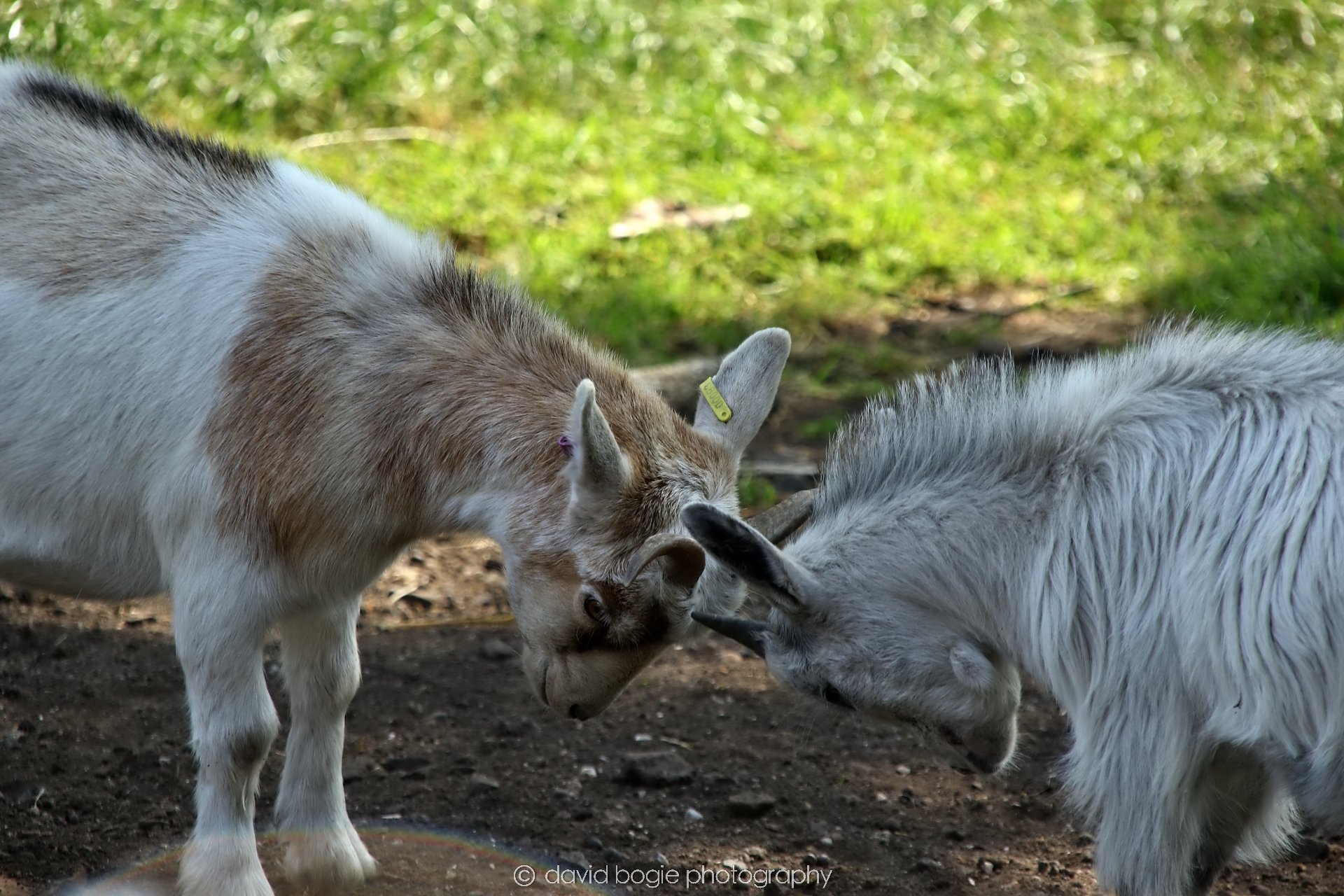 YEAR20250813 133723 Buffallo Farm 0159.jpg