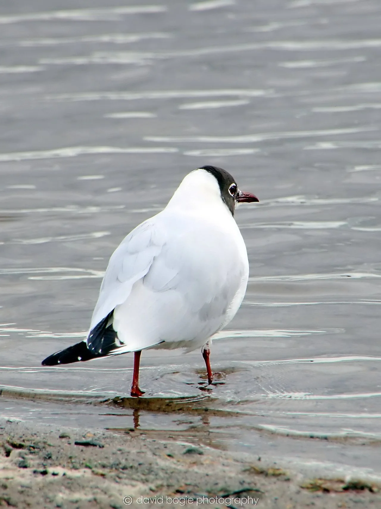 YEAR20240316 145143 Lochore Meadows 0018.jpg