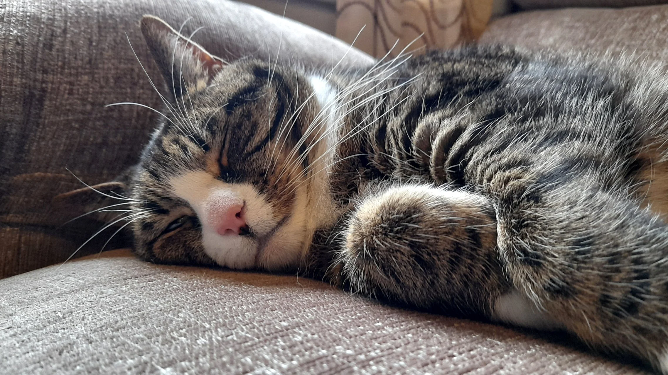 CATS 0048.jpg
