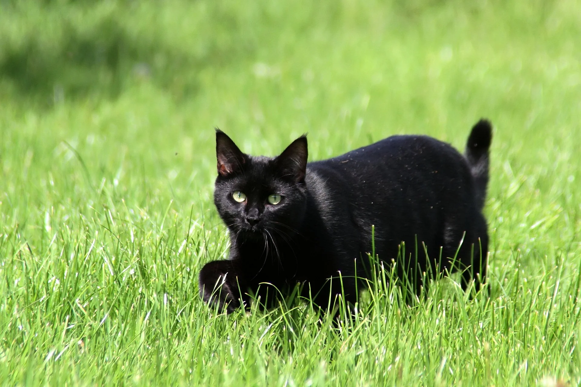 CATS 0374.jpg