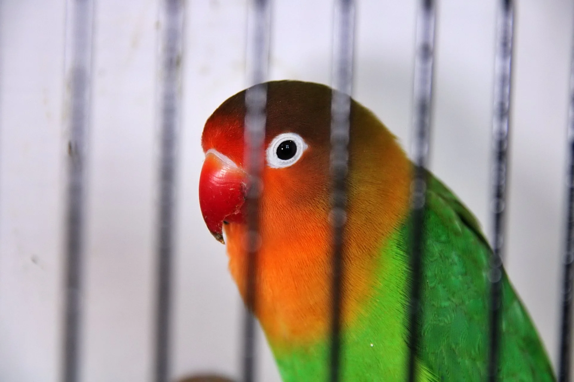 20241103 135524 MCBS Show 0699.JPG