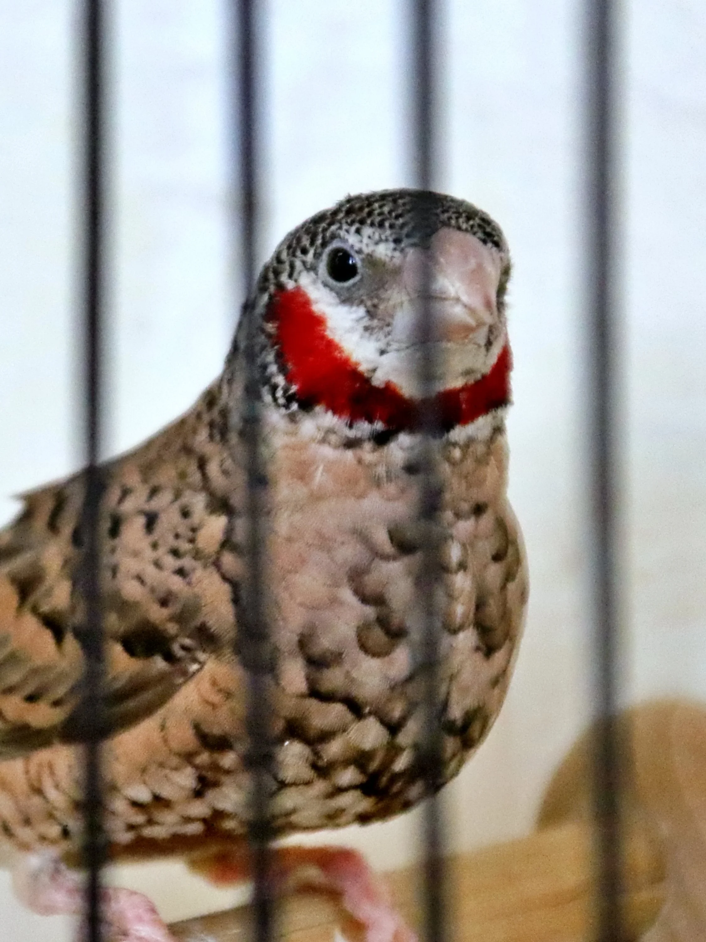 20251102 123937 Markinch CBS  0445.JPG