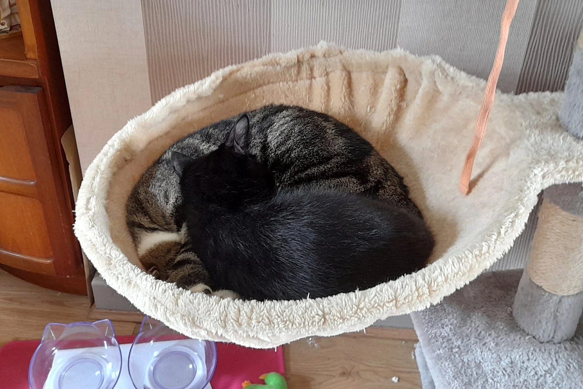 CATS 0179.jpg