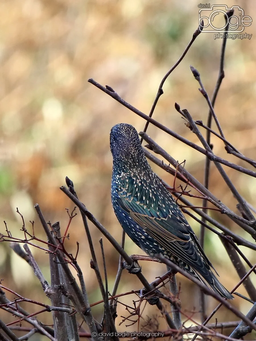 20260113 131328 Kirkcaldy 0064.JPG