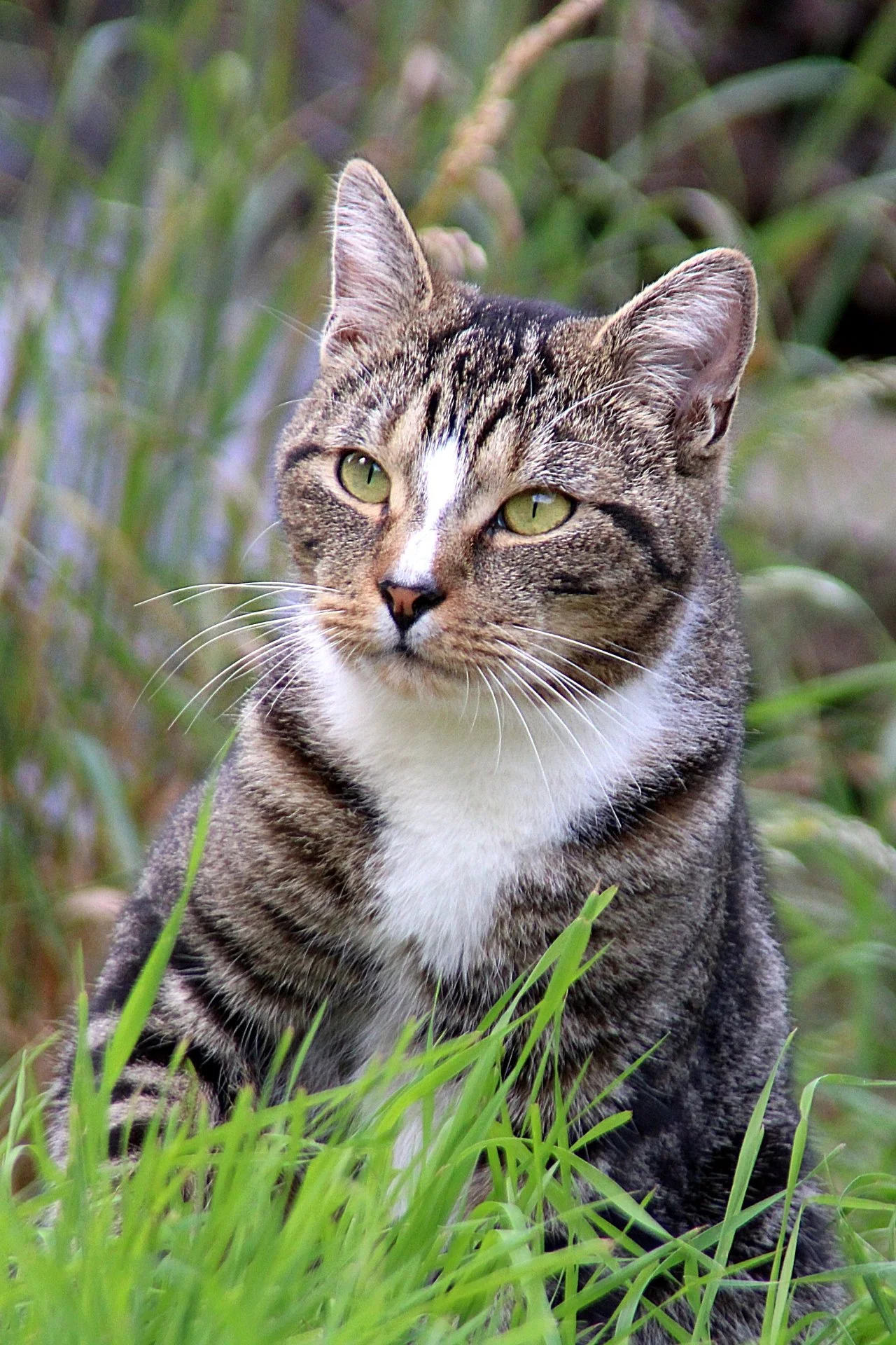 CATS 0240.jpg