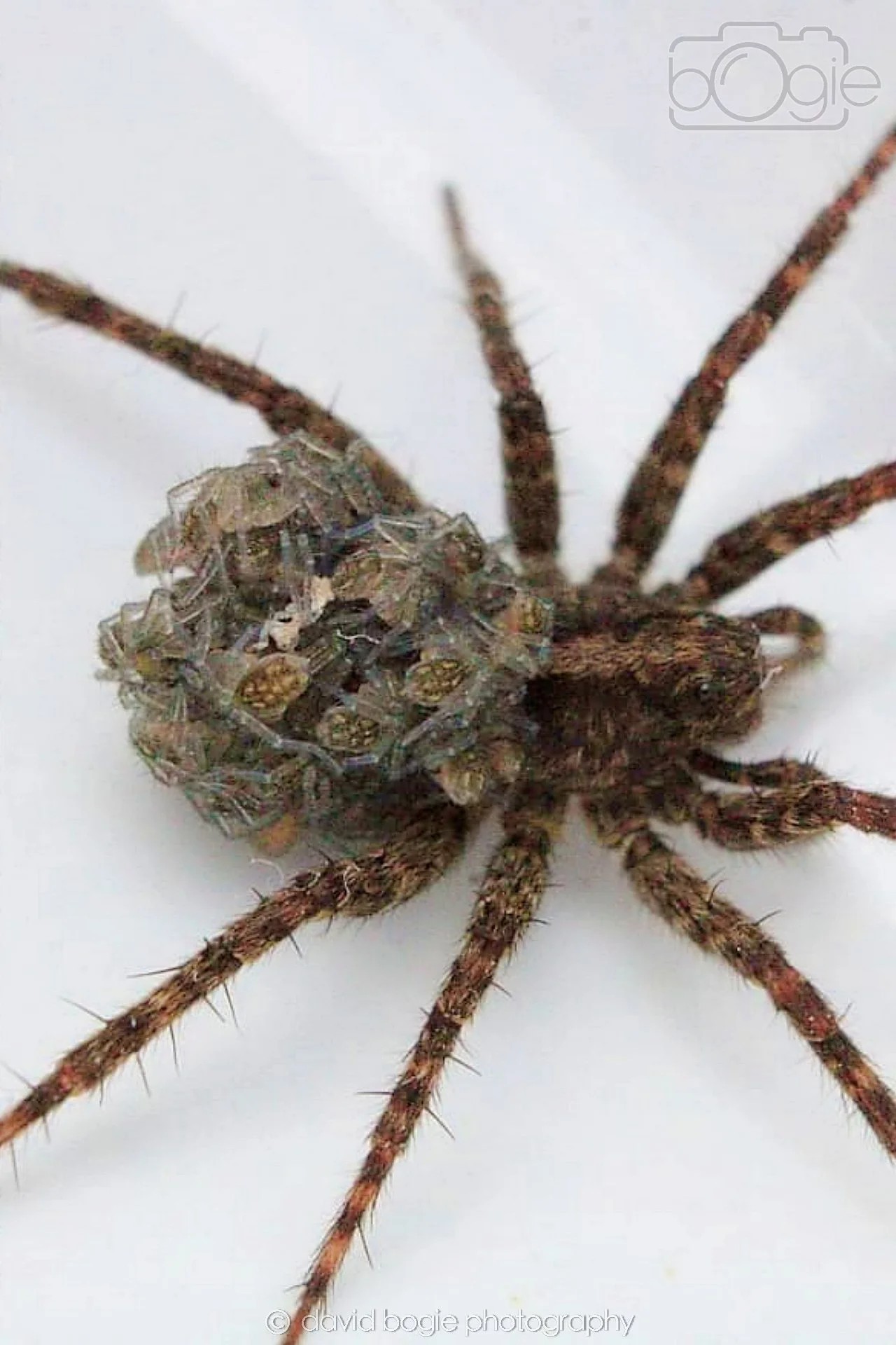 20190621 Cardenden 0001.jpg