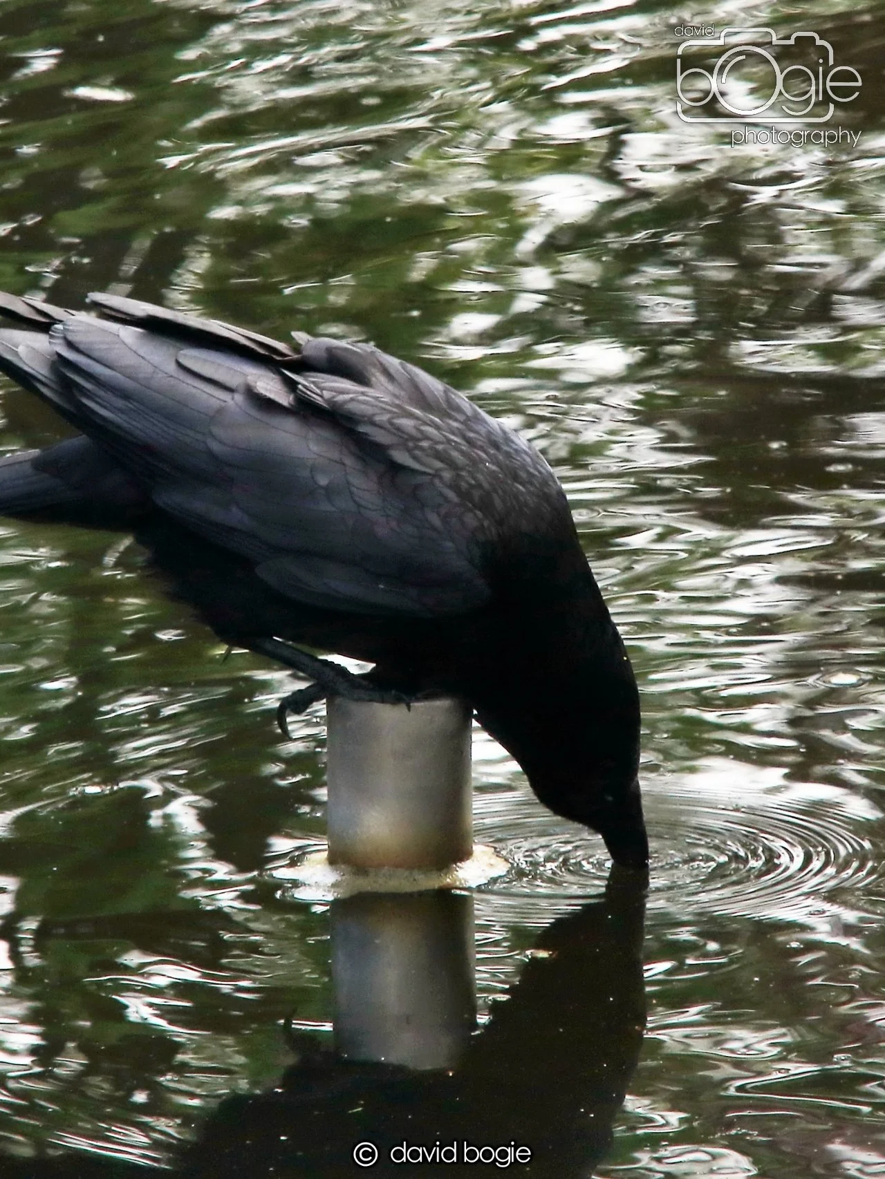 20250505 132315 Beveridge Park 0792.JPG