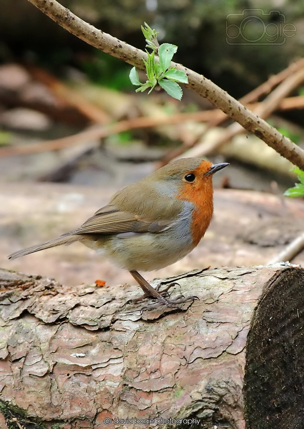 20260326 112316 Silverburn 0096.jpg