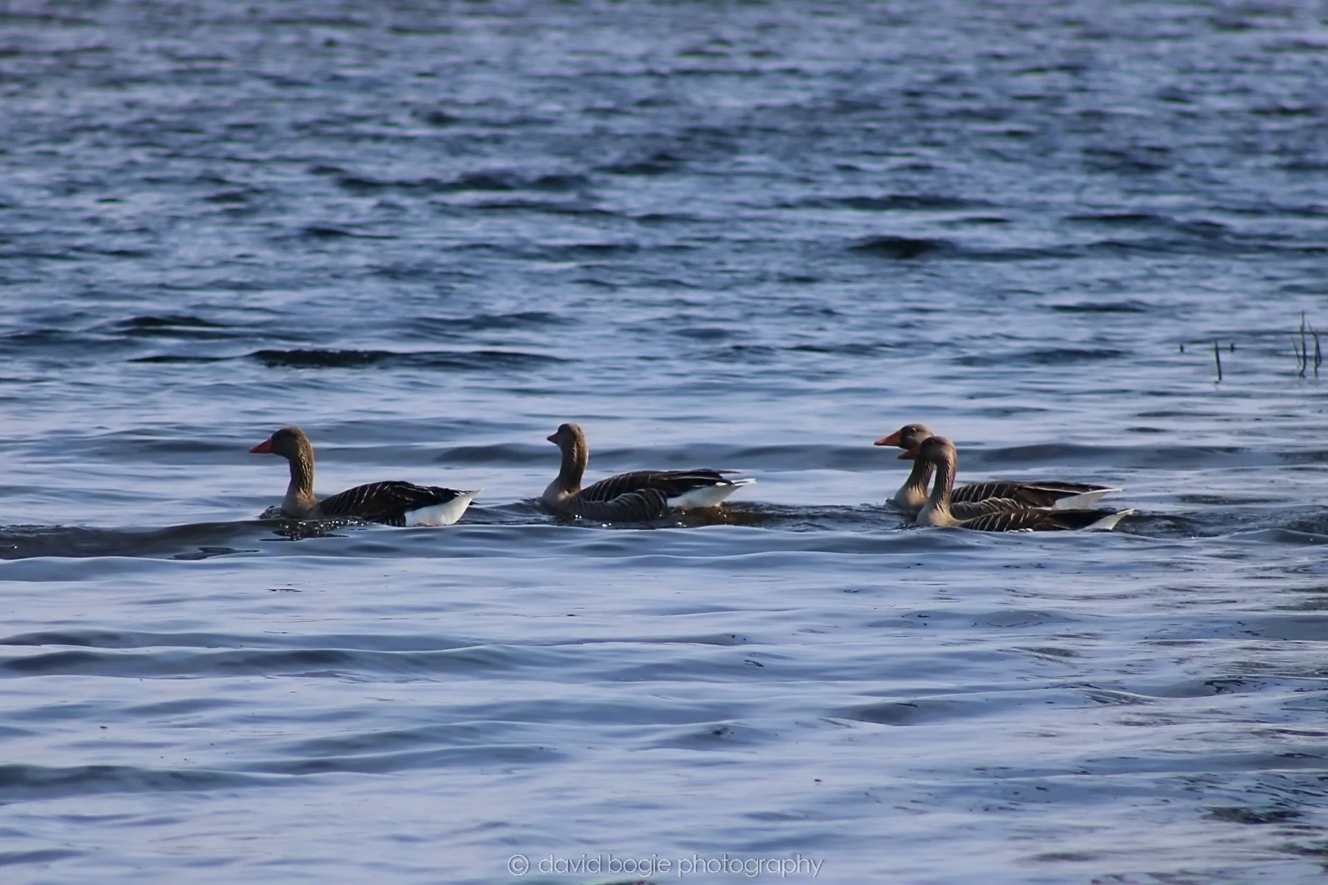 20190405 125813 Lochore 0026.jpg