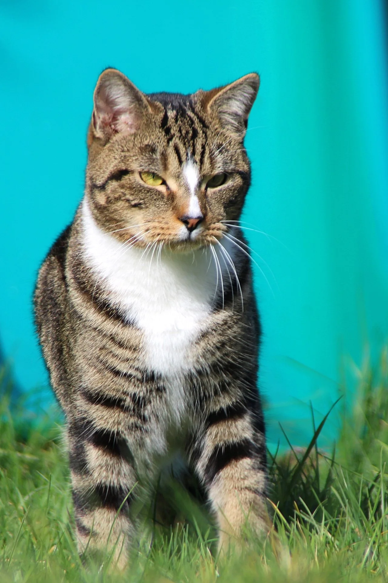 CATS 0141.jpg