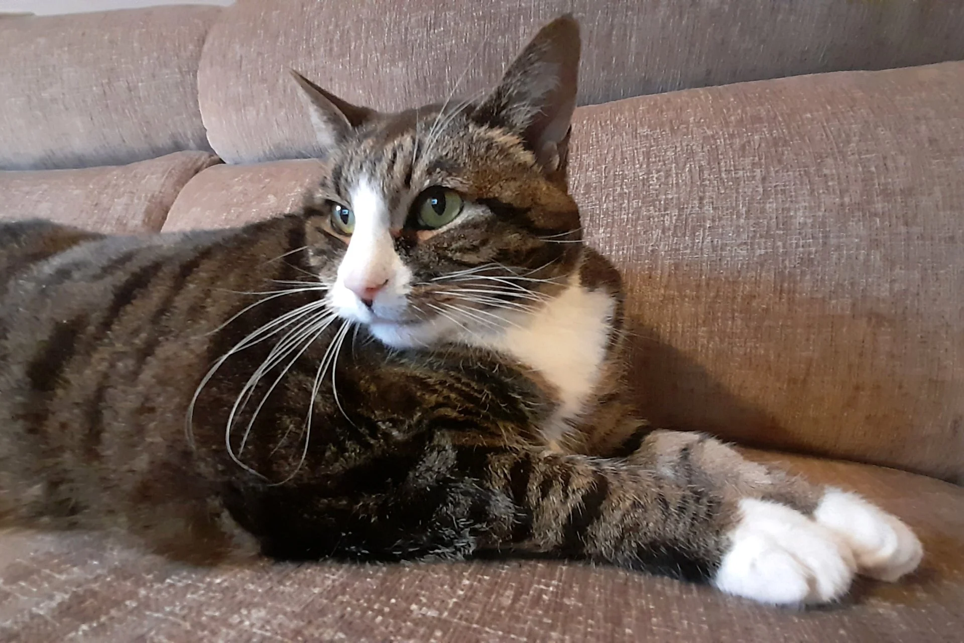 CATS 0046.jpg