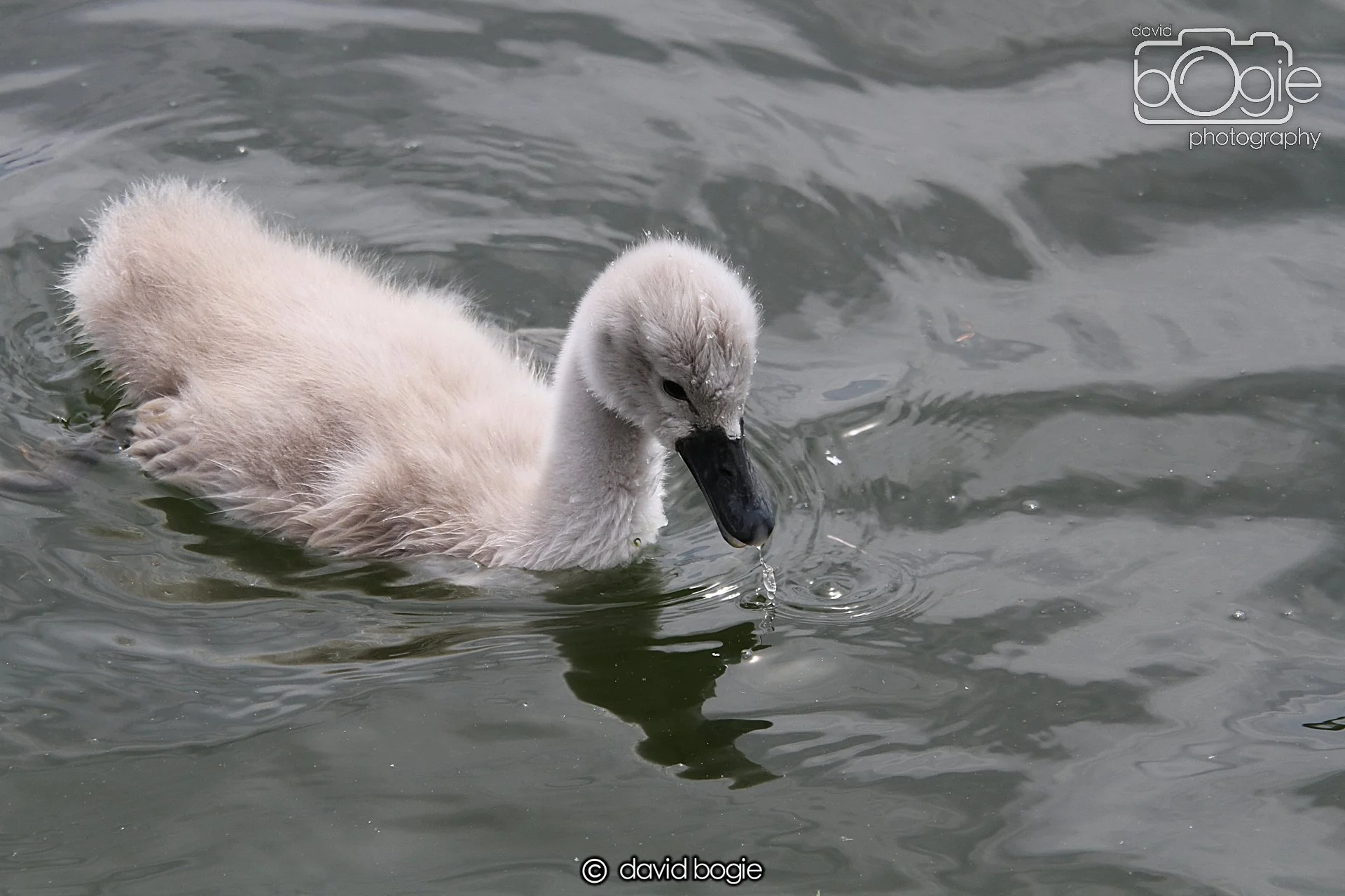 20230618 Kinghorn Loch 121342 0260.jpg