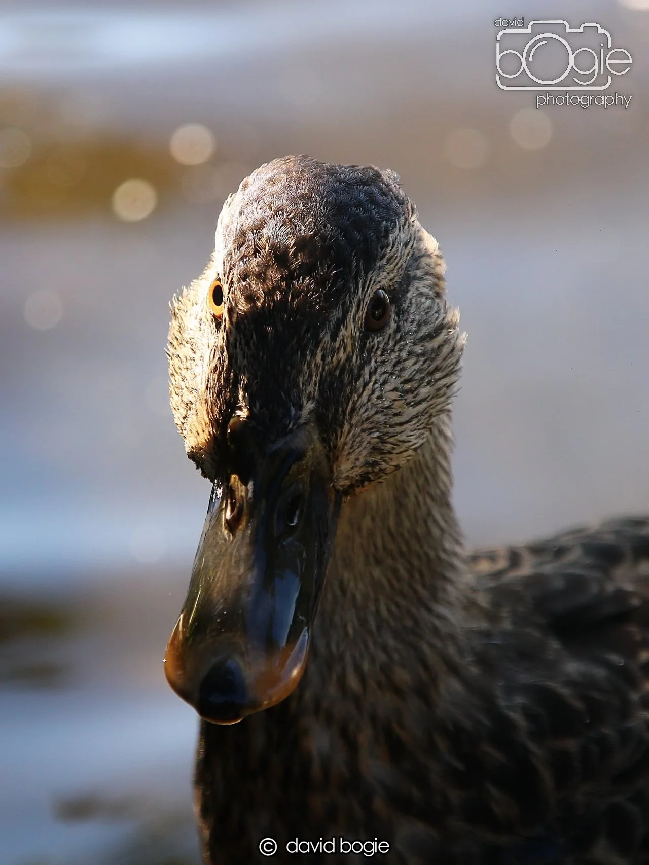 20240918 144429 Beveridge 0320.JPG