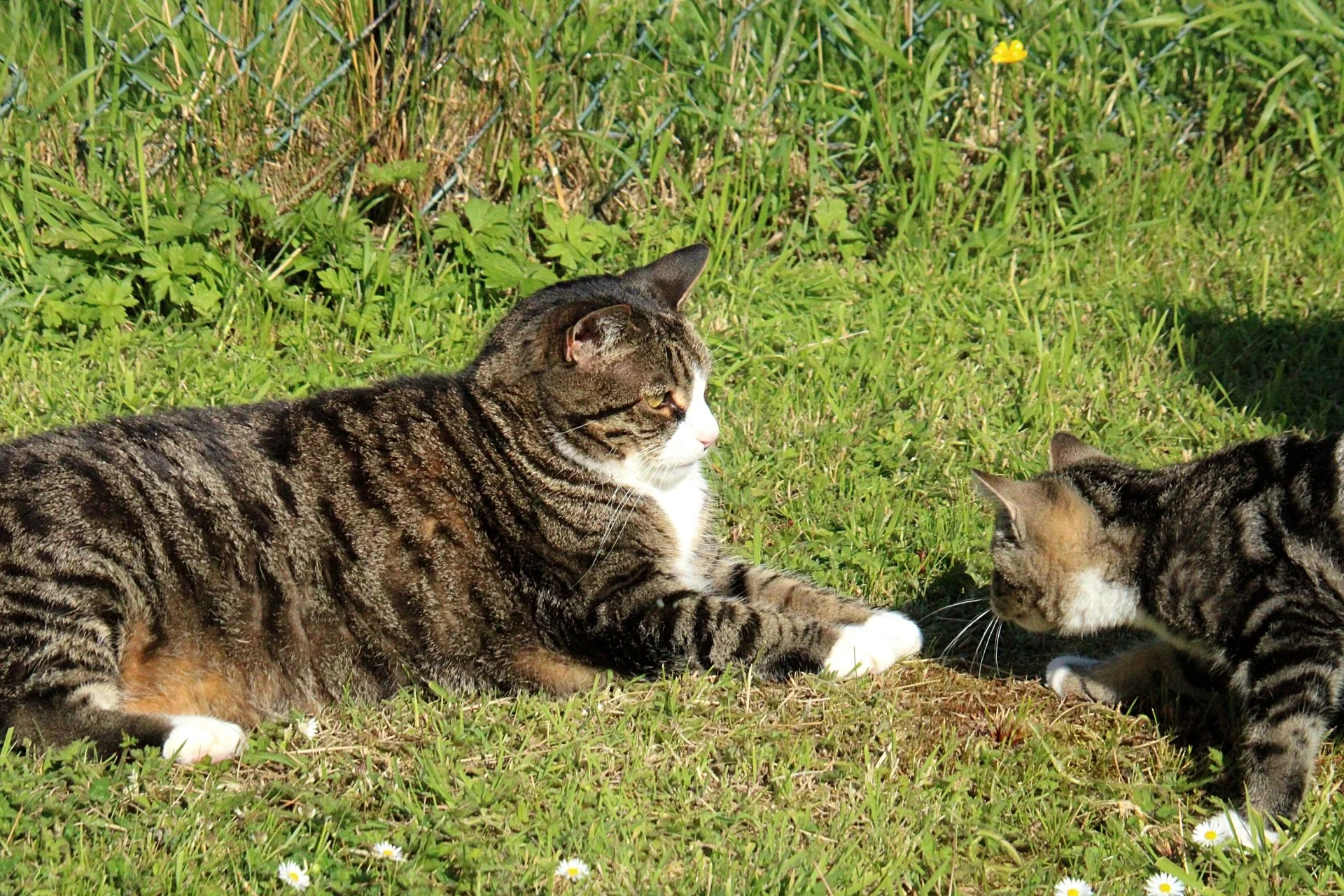 CATS 0081.jpg