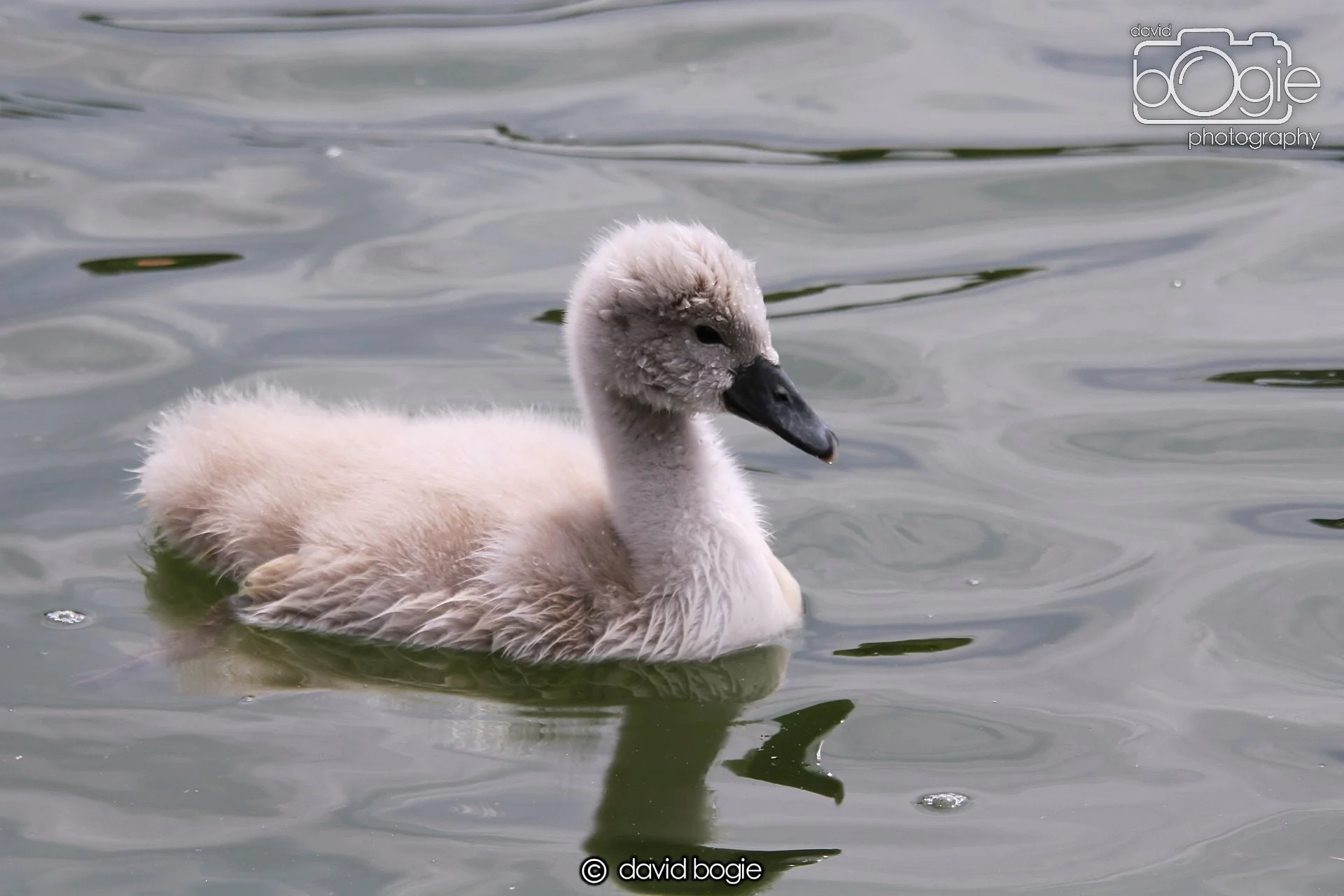 20230618 Kinghorn Loch 124526 0577.jpg