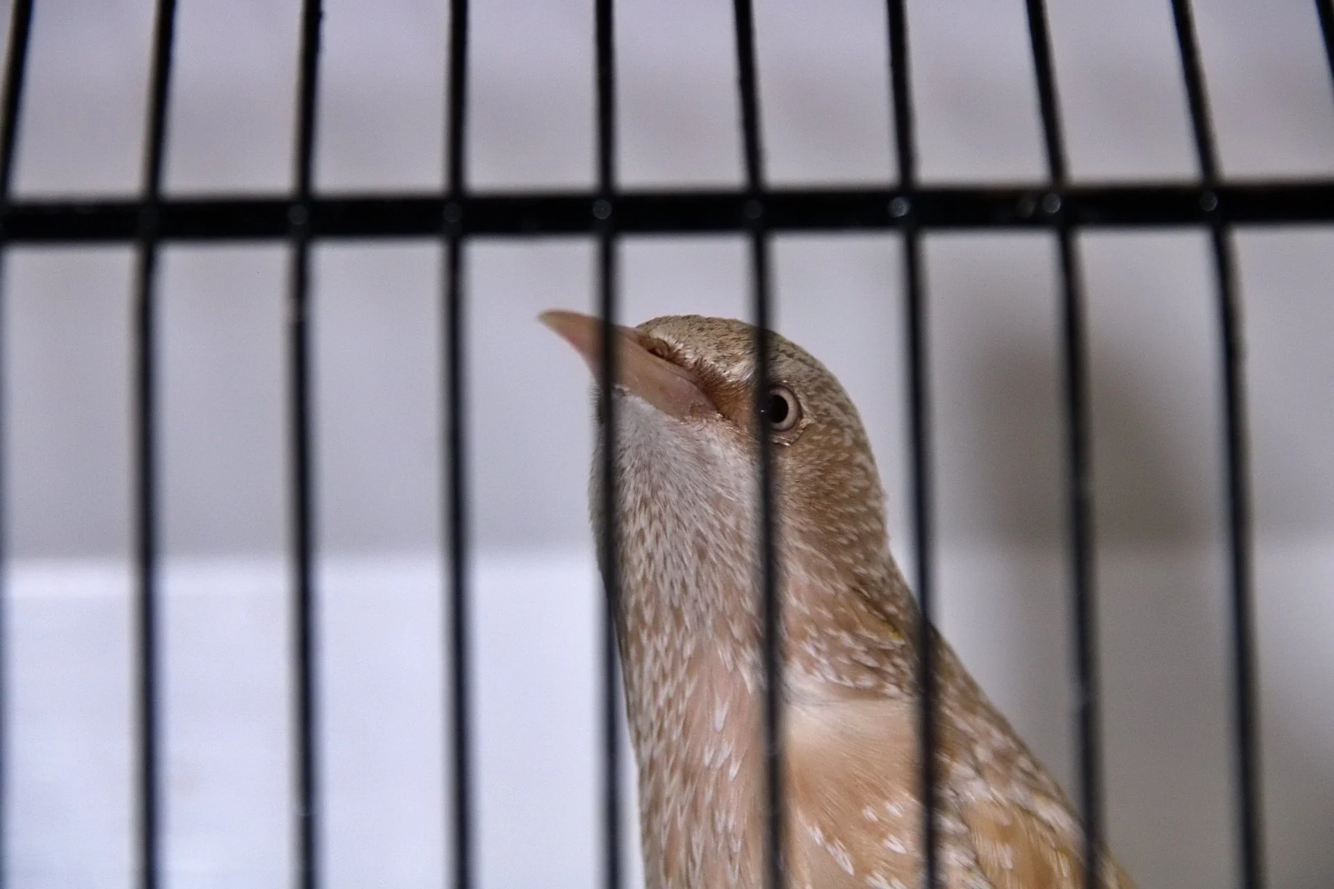 20241103 141145 MCBS Show 0751.JPG