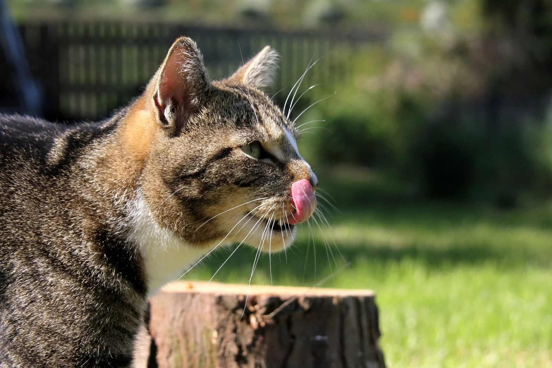 CATS 0380.jpg