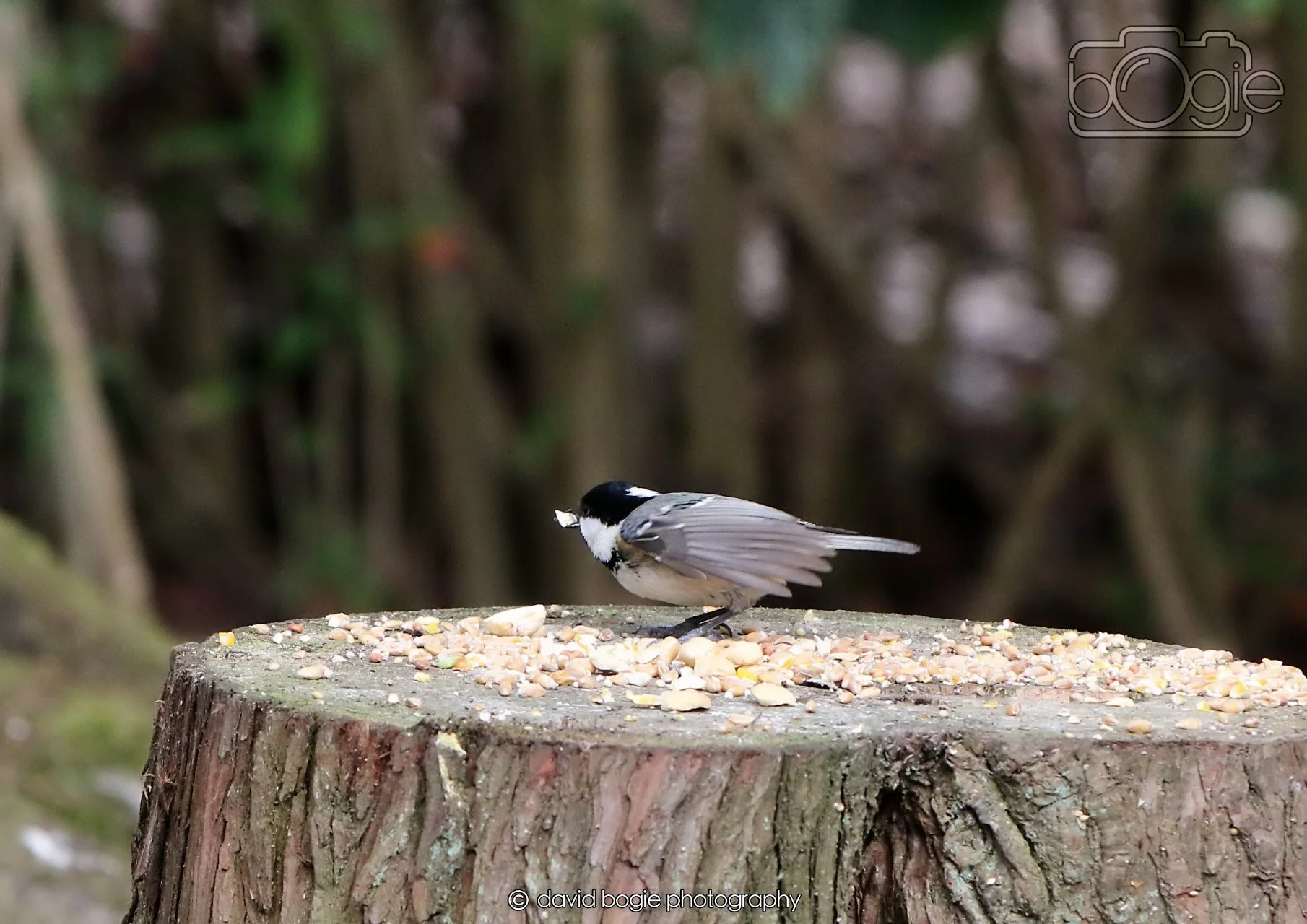 20260330 121545 Dunnikier 0398.jpg