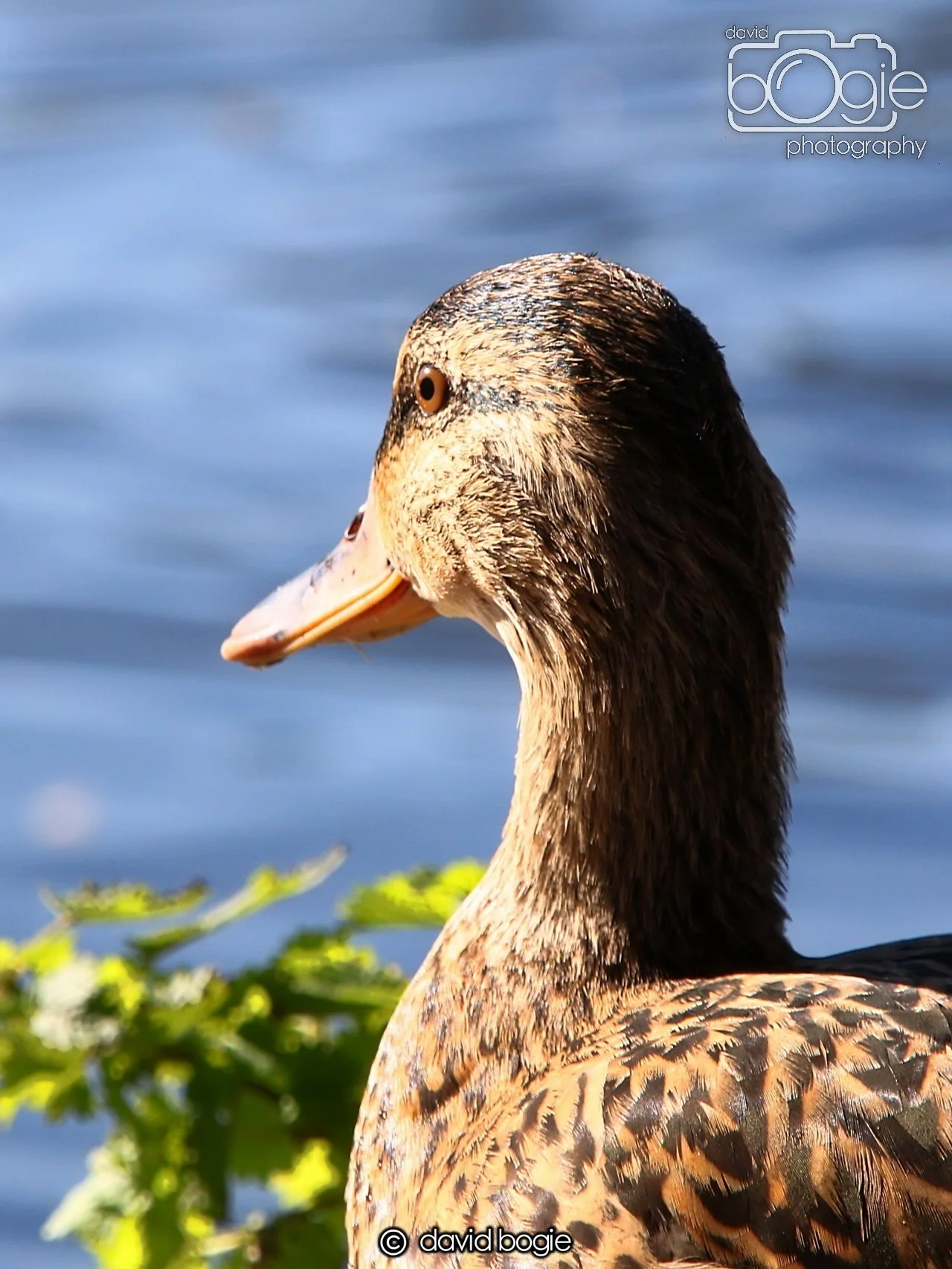 20240918 144705 Beveridge 0332.JPG