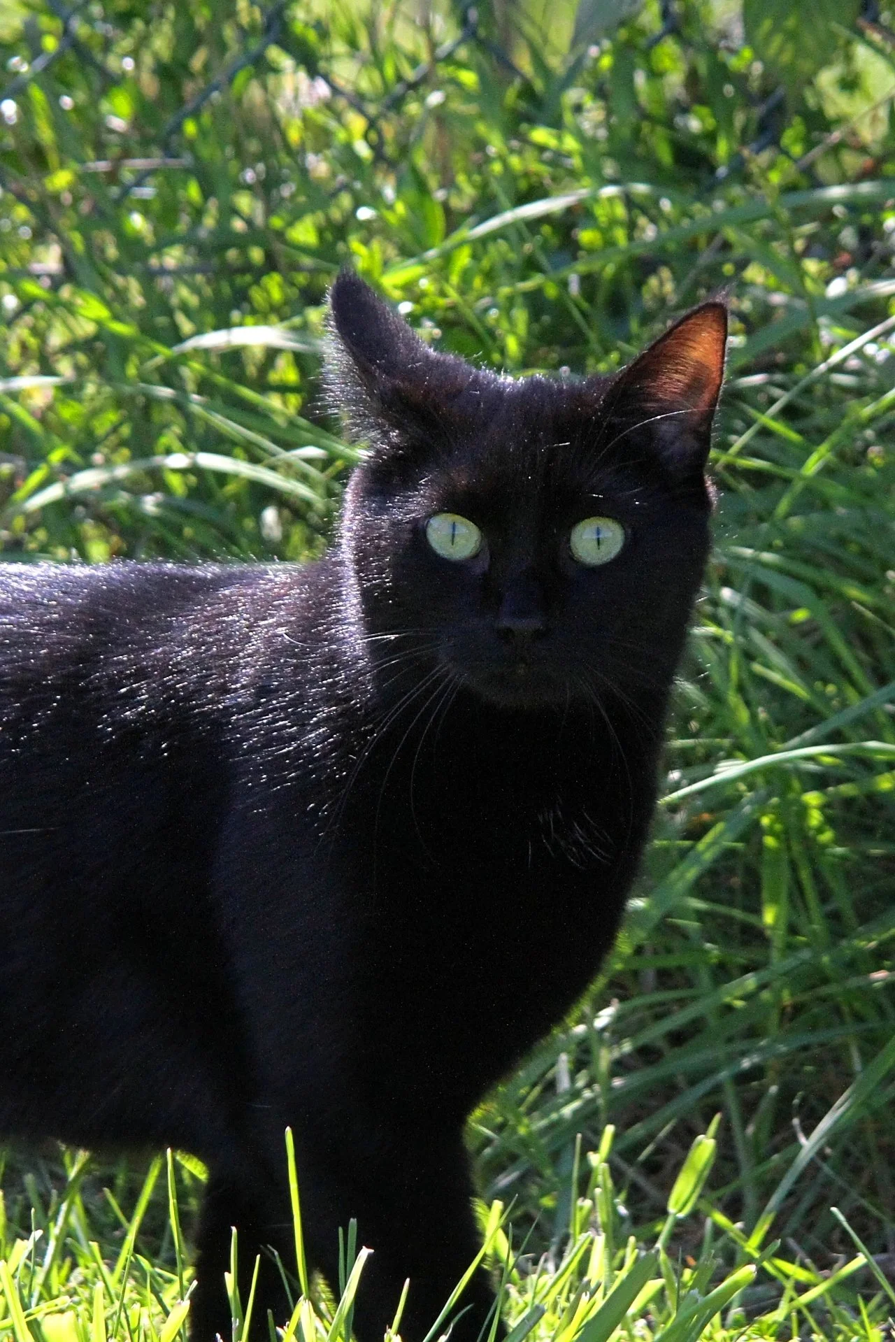 CATS 0411.jpg