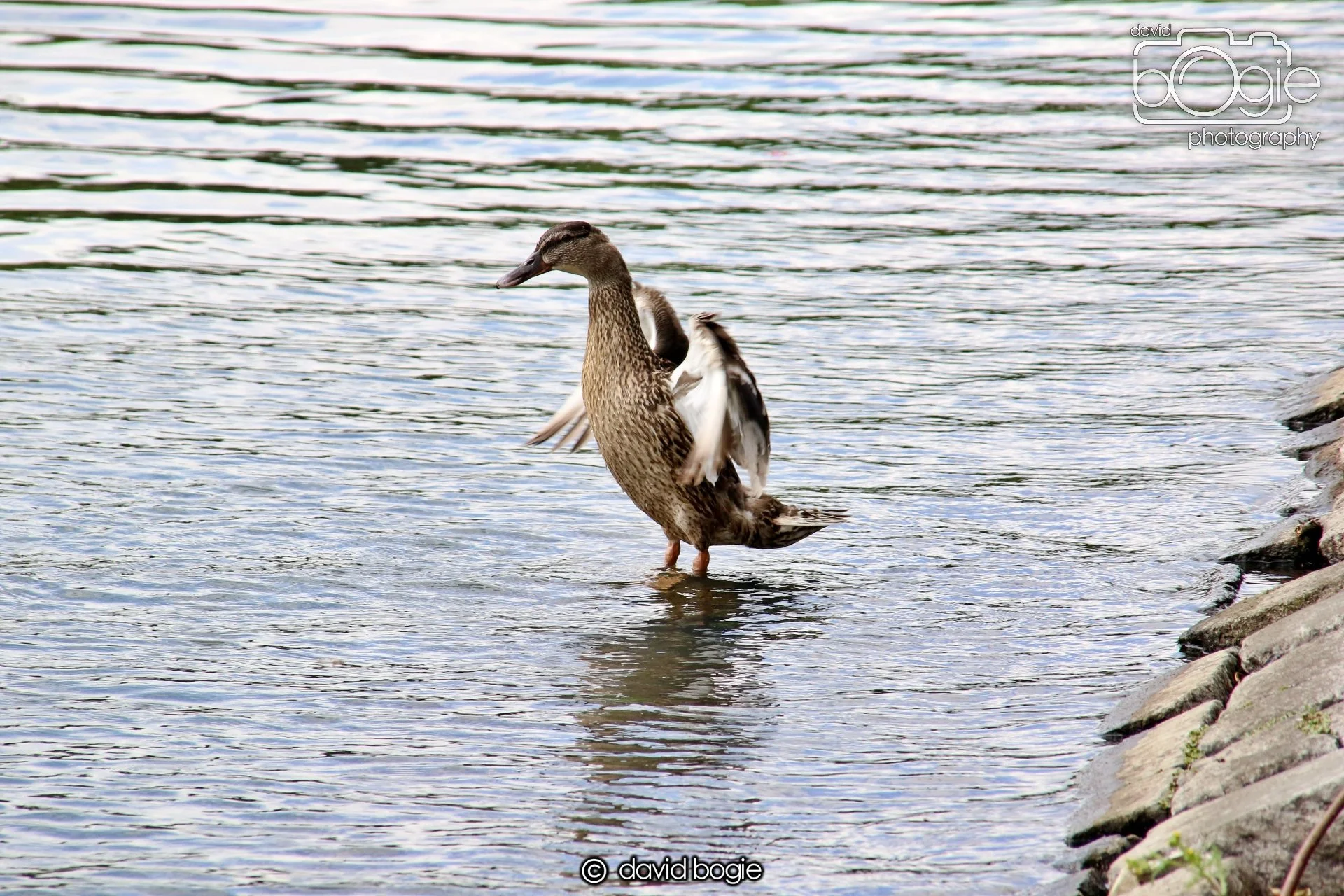 20250613 120135 Beveridge 0057.JPG