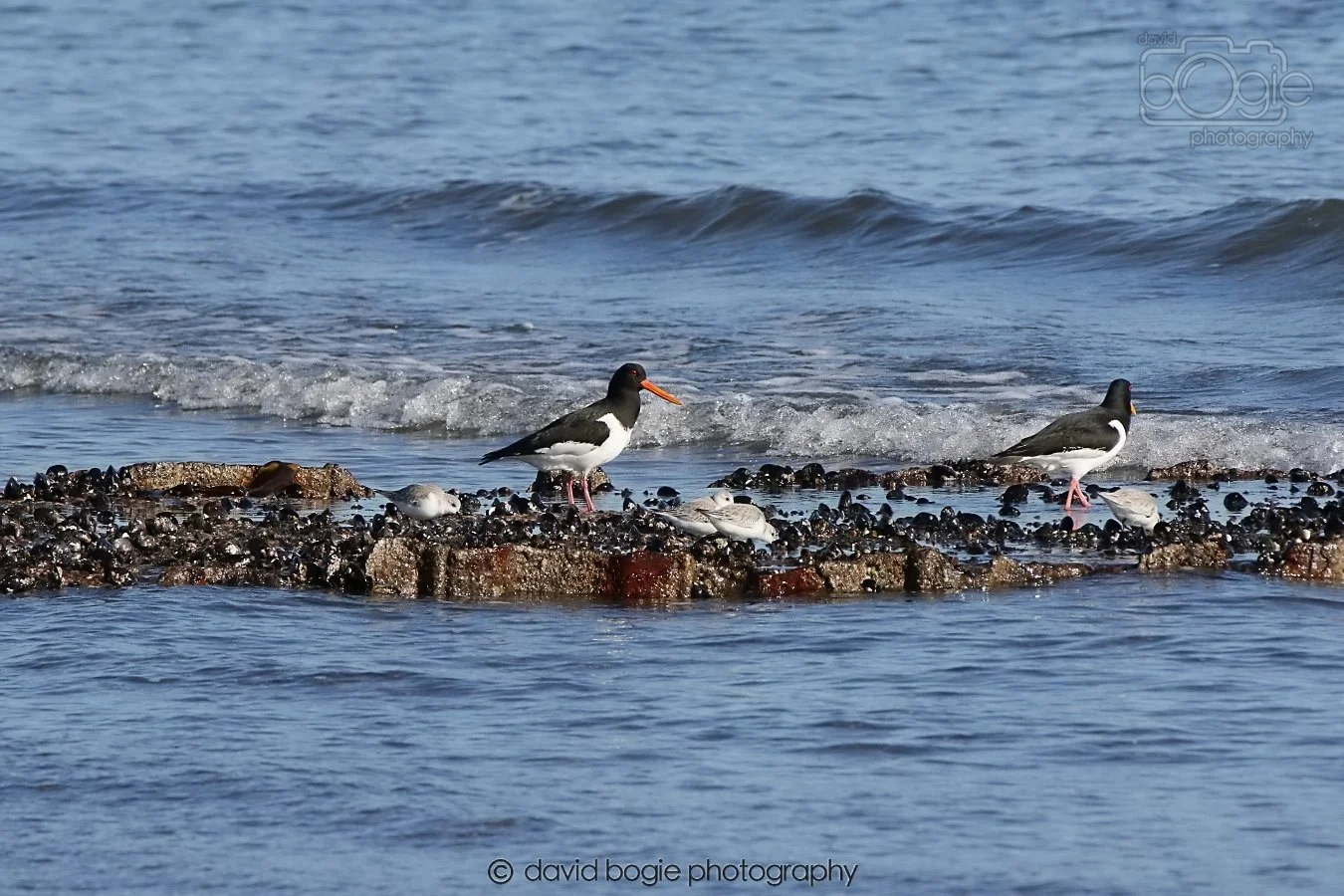 20260307 110947 Kirkcaldy 0017.jpg