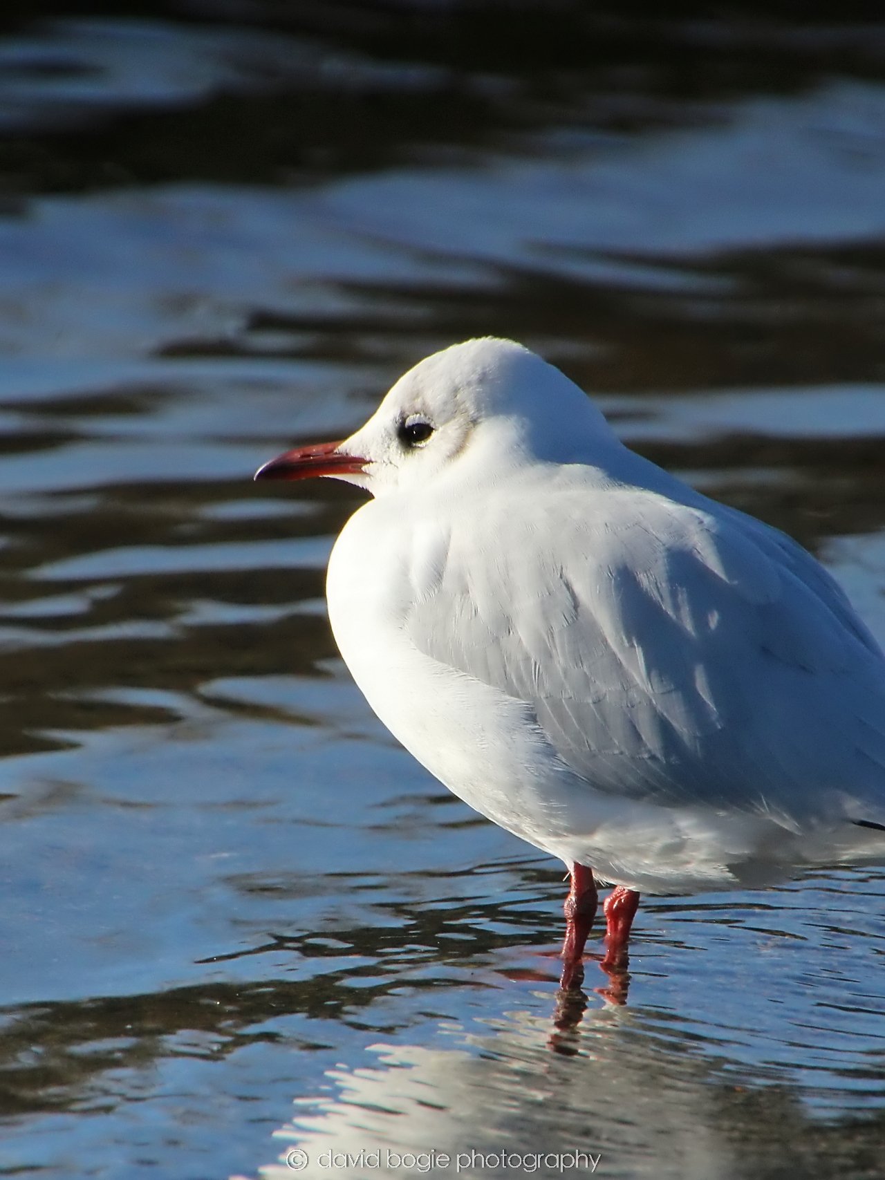 YEAR20240207 Lochore Meadows 0239.jpg