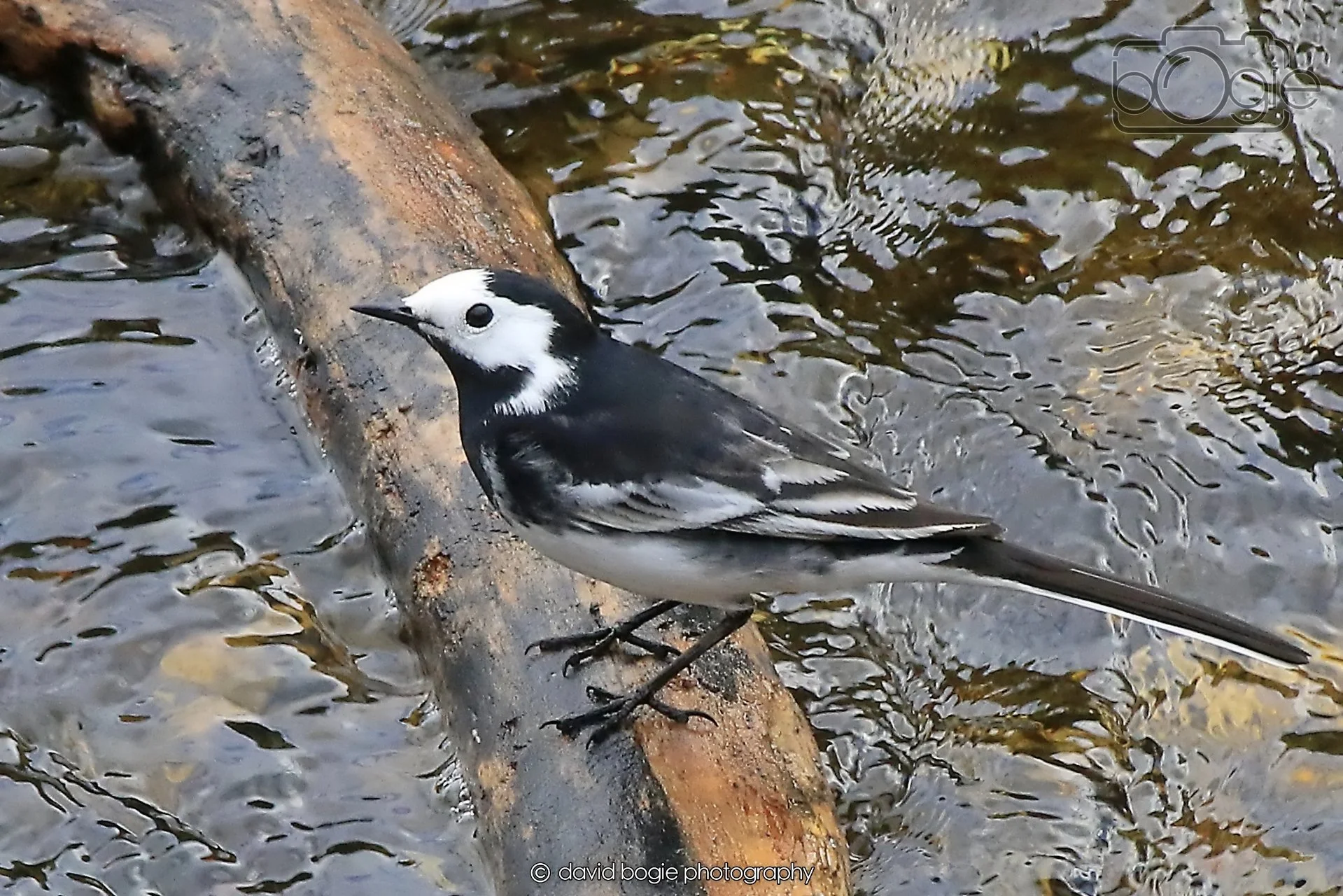 20260415 115857 Links Market 0146.jpg