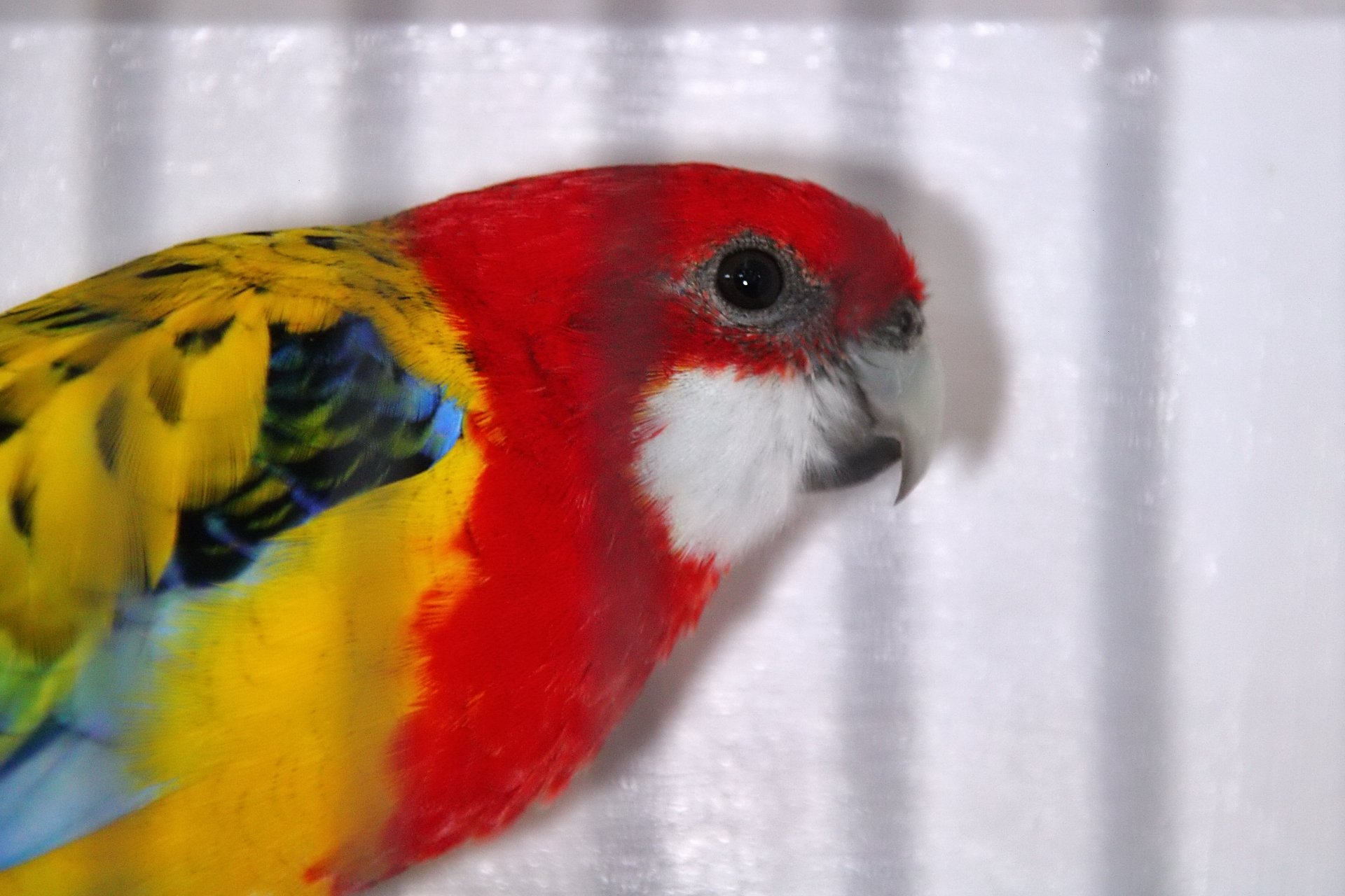 20241103 130952 MCBS Show 0478.JPG