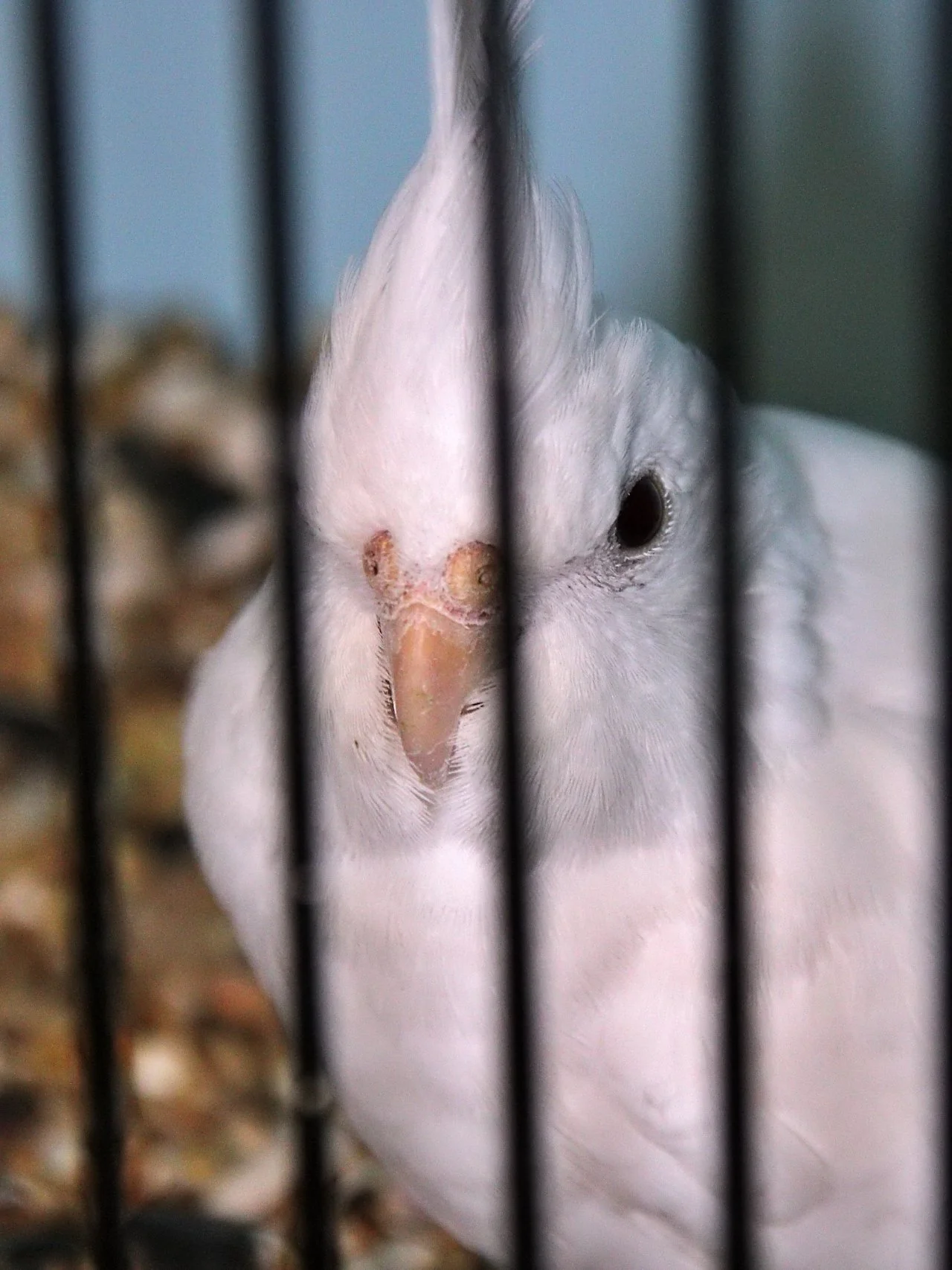 20241103 134837 MCBS Show 0664.JPG