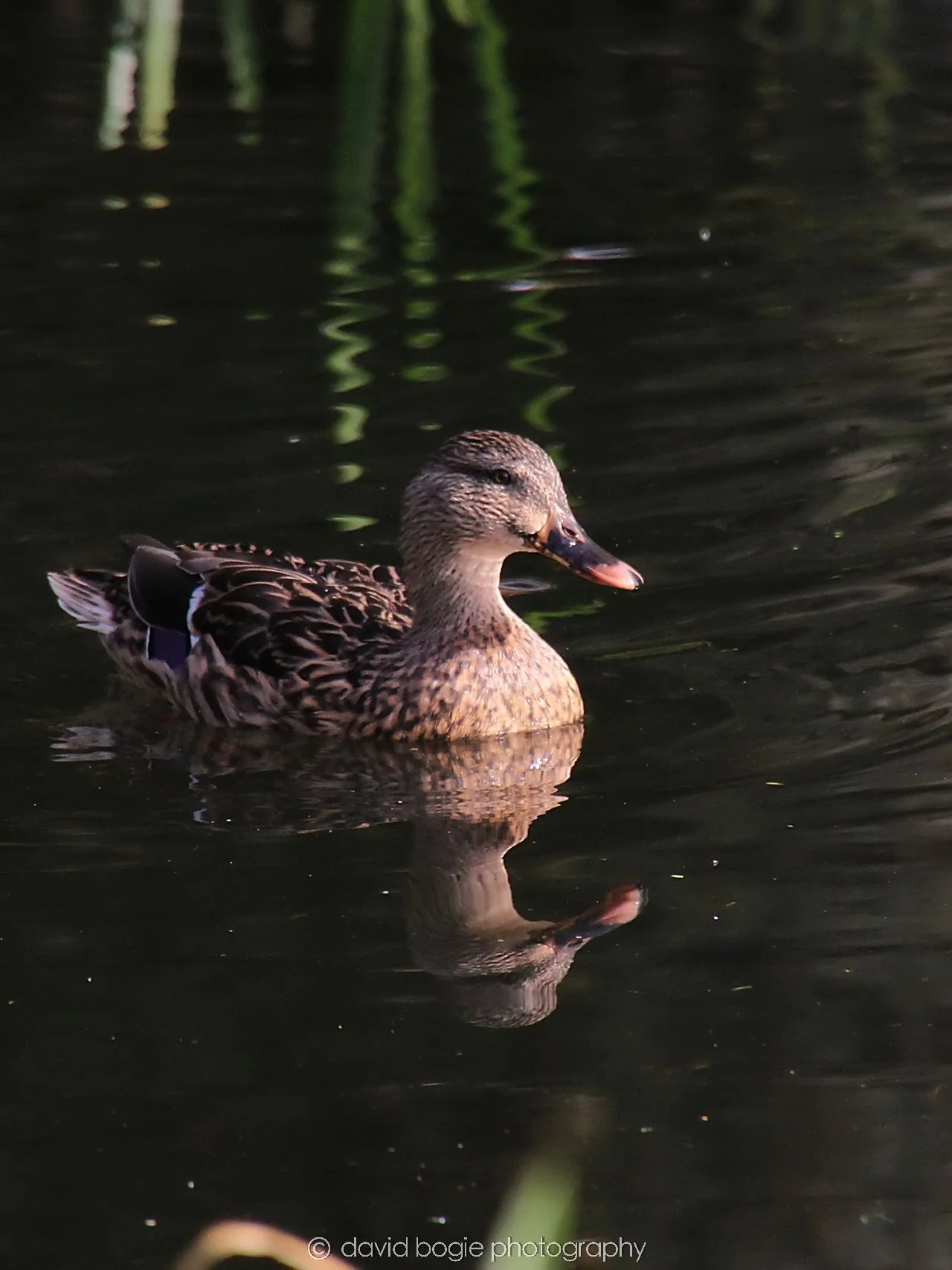 YEAR20231023 Lochore Meadows 133702 0502.jpg