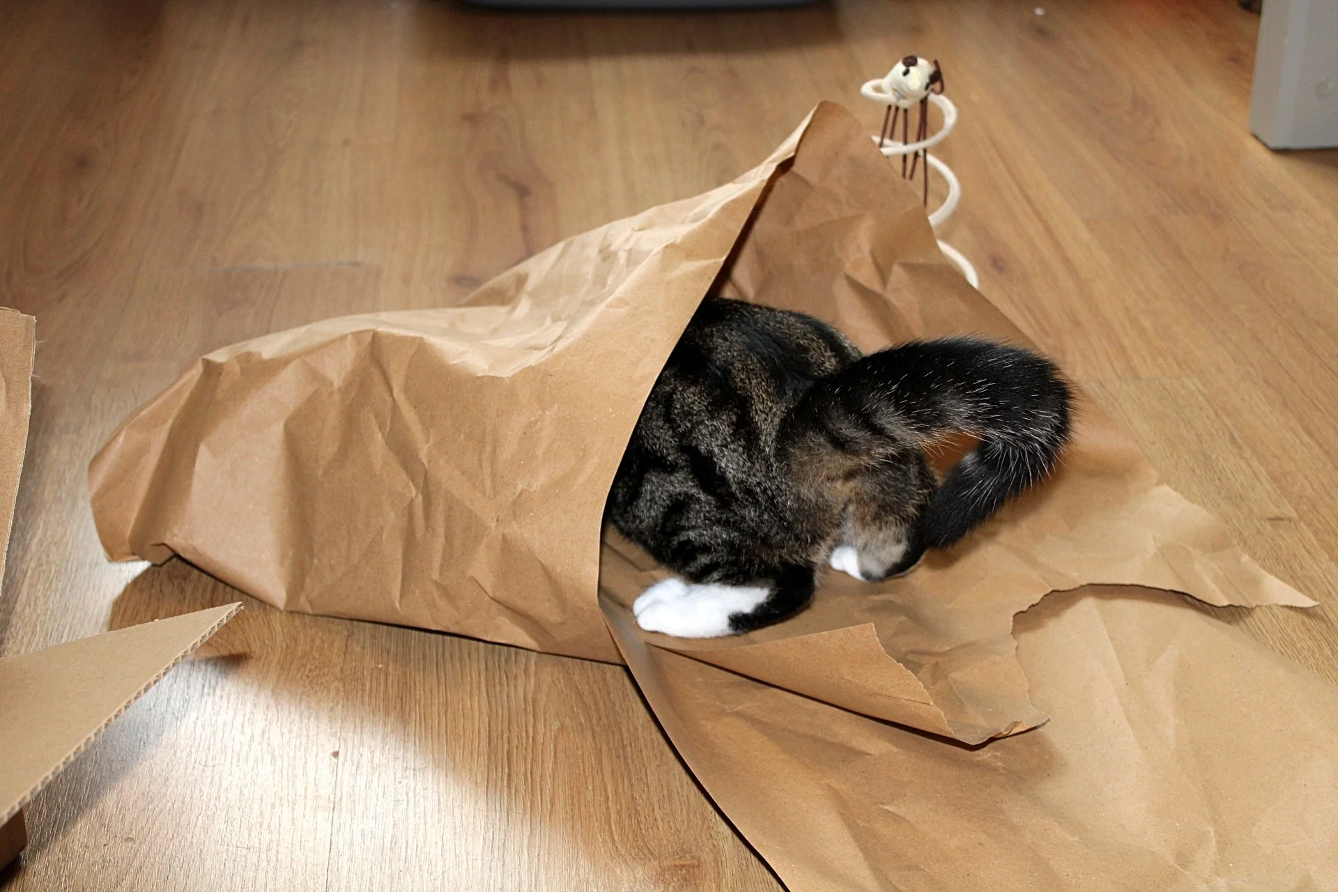 CATS 0130.jpg