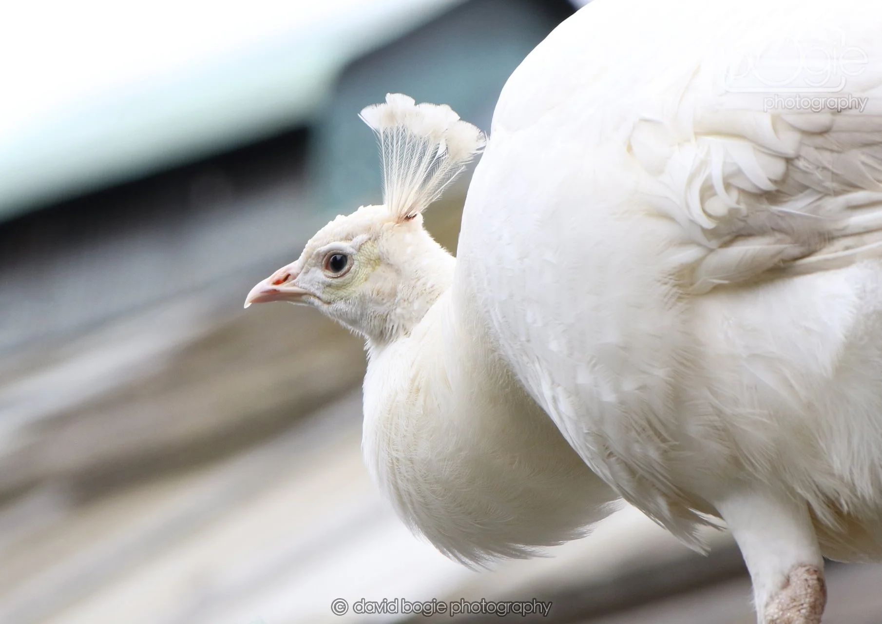 20260324 123025 Pittencrieff Park 0209.jpg