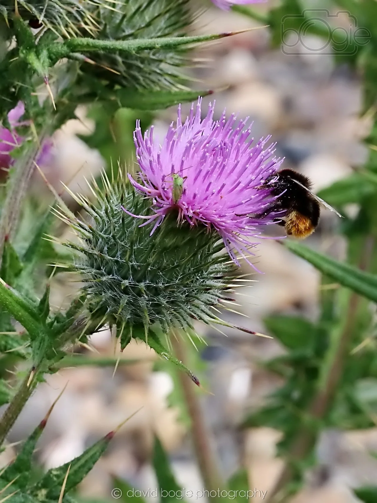 20250721 114354 Kirkcaldy 0136.jpg