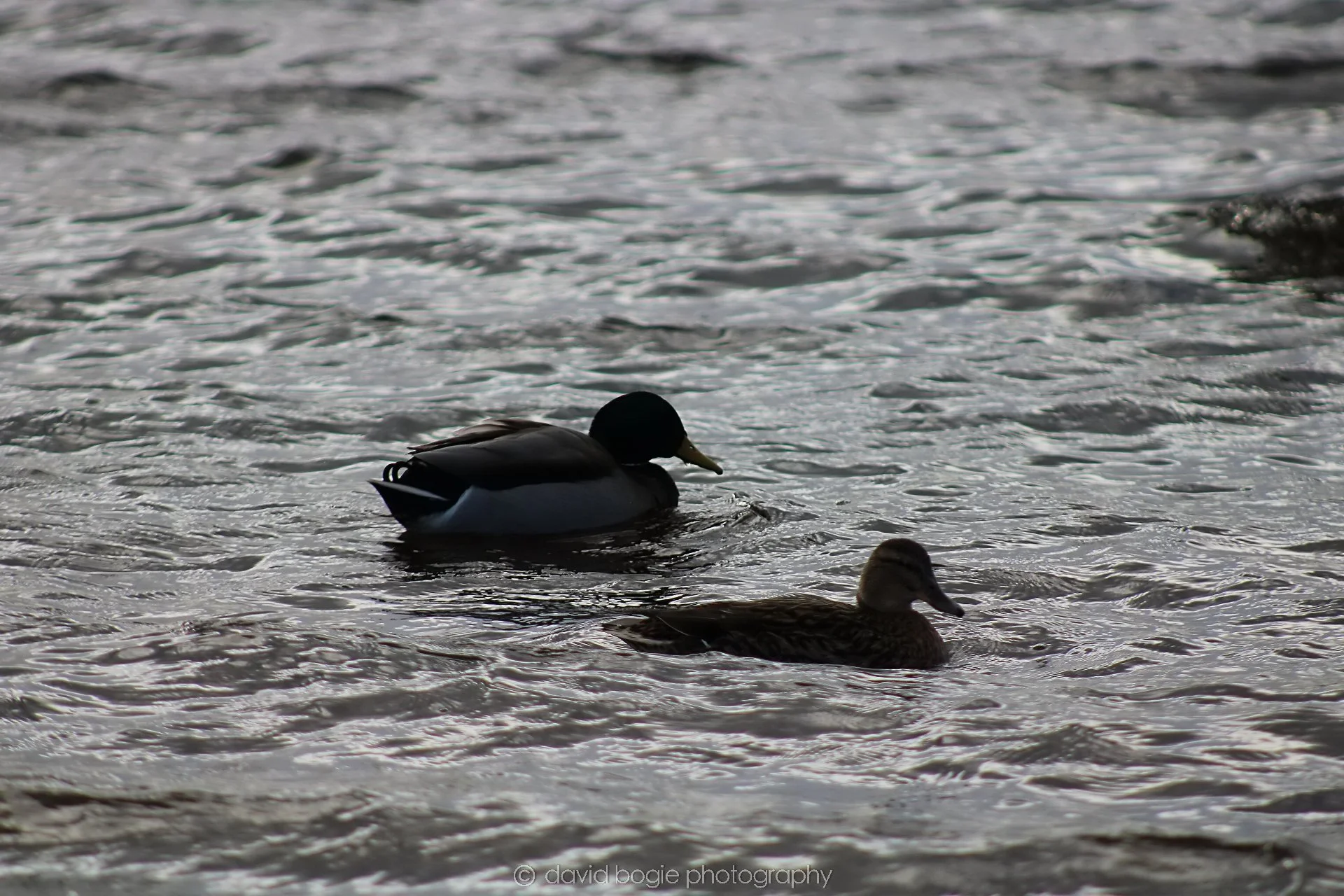 20210222 Lochore (24).jpg