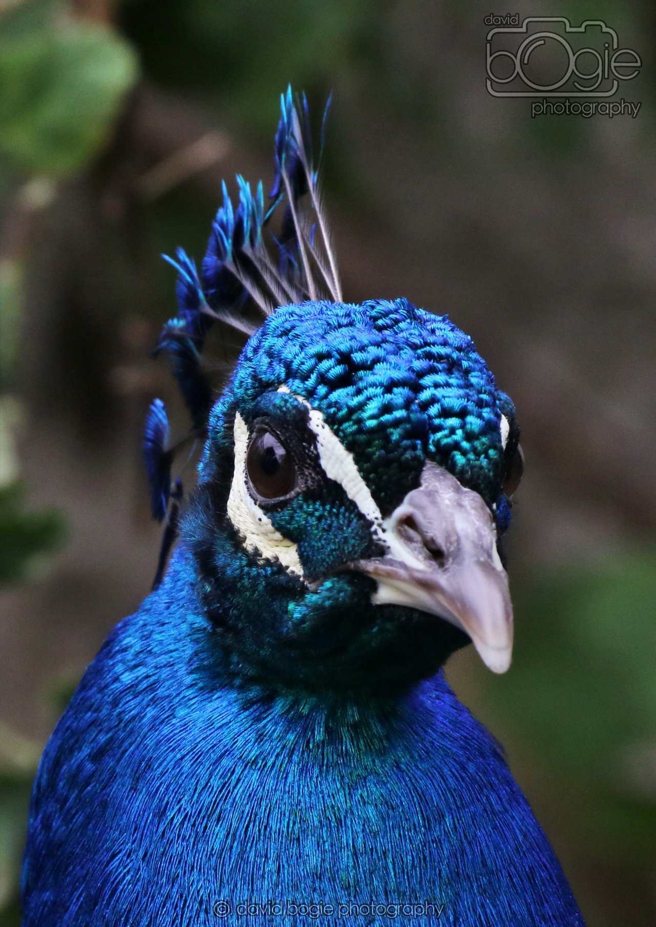 20260324 123313 Pittencrieff Park 0227.jpg