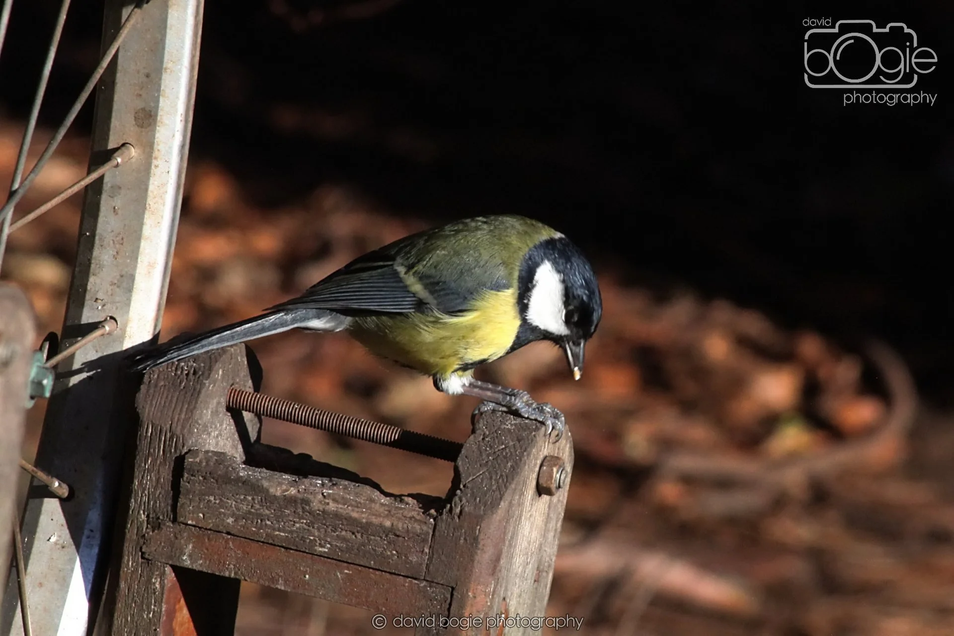 20251125 135234 Silverburn 0234.JPG