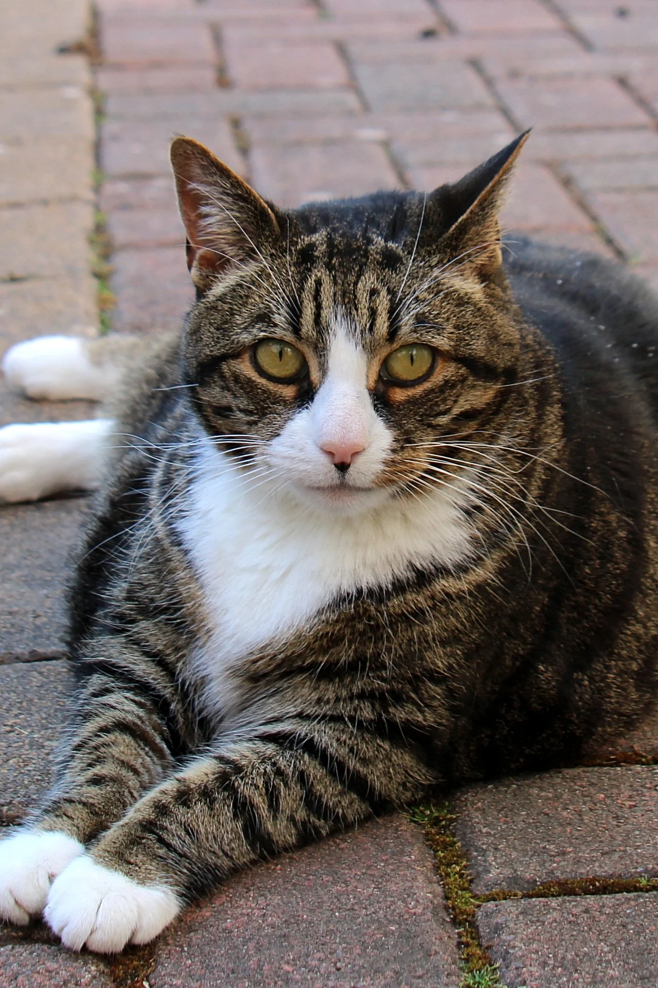 CATS 0089.jpg