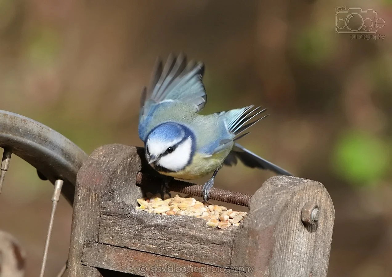 20260314 144215 Silverburn 0335.jpg