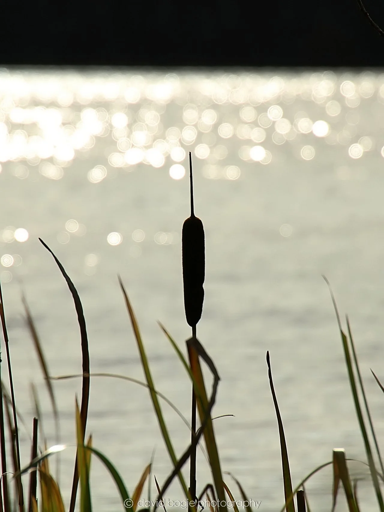 YEAR20231023 Lochore Meadows 130932 0451.jpg