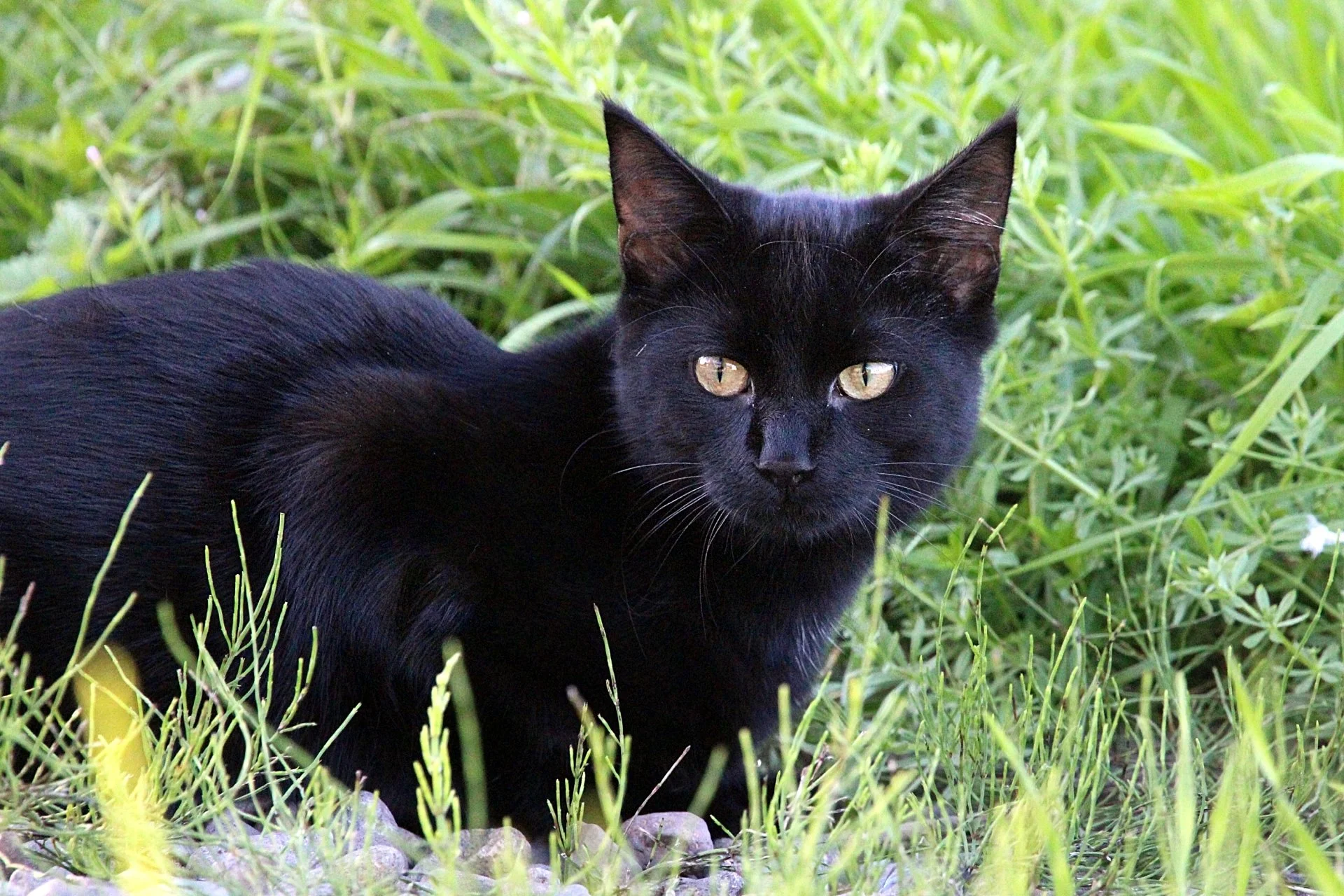 CATS 0229.jpg