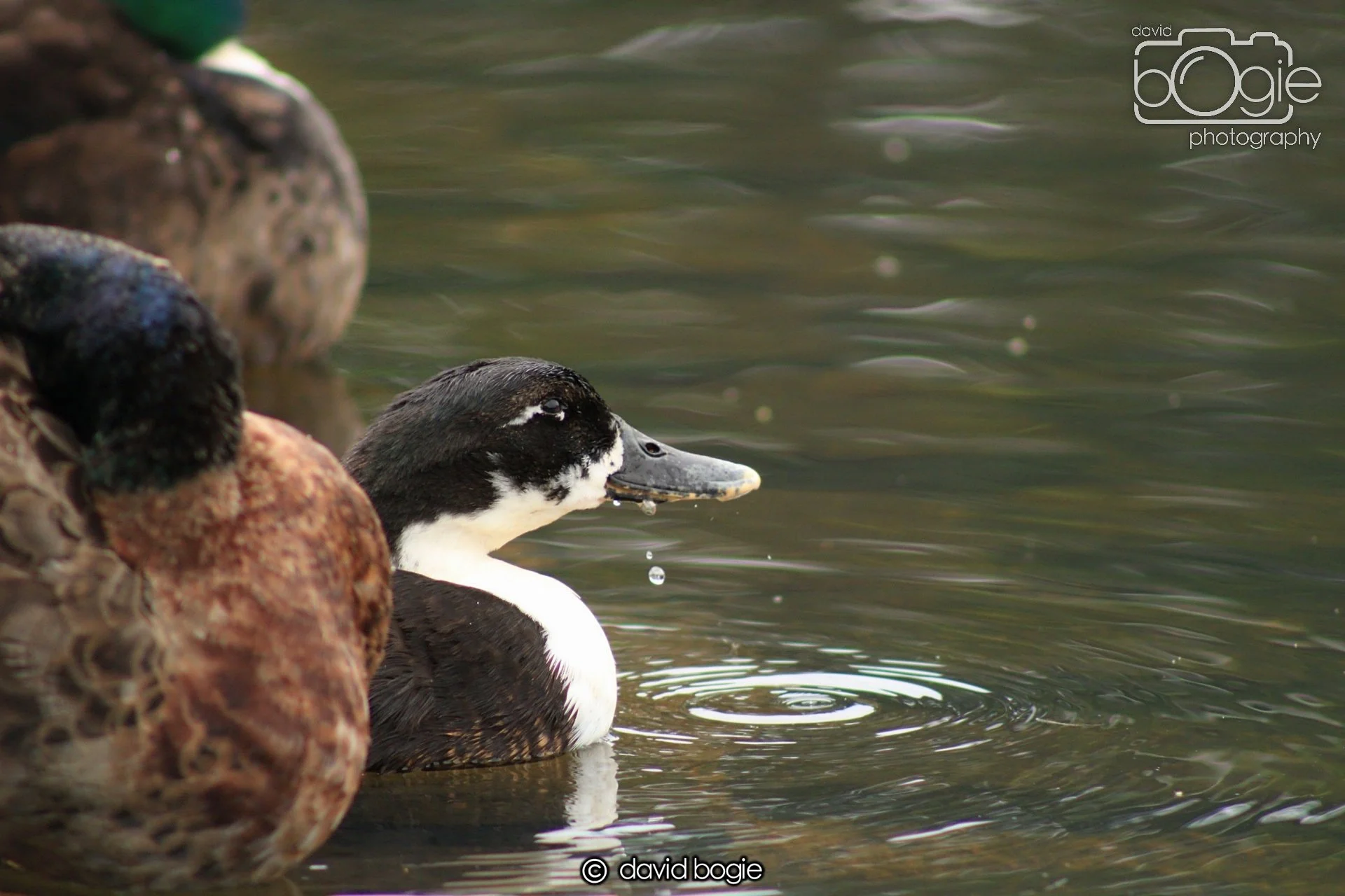 20190527 110248 Beveridge 0002.JPG