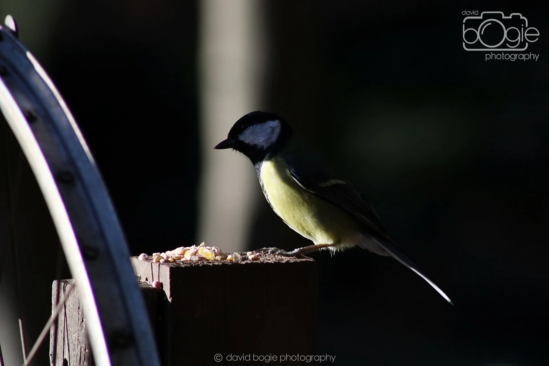 20251125 133628 Silverburn 0091.JPG