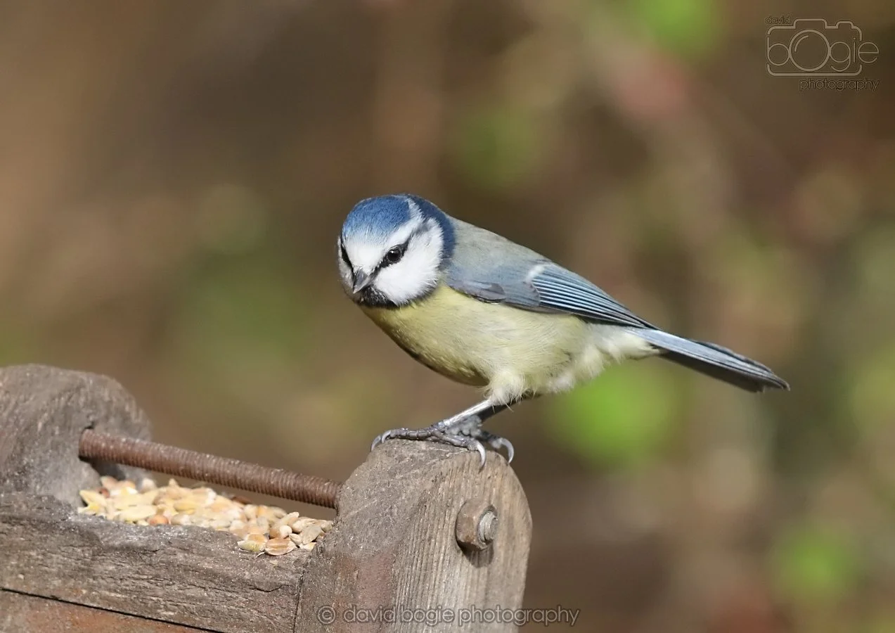 20260314 144255 Silverburn 0339.jpg