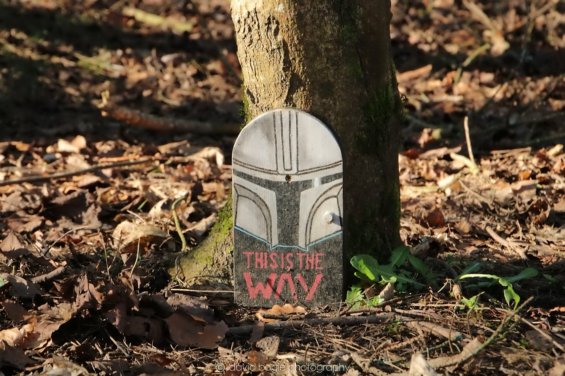 YEAR20240207 Lochore Meadows 0187.jpg